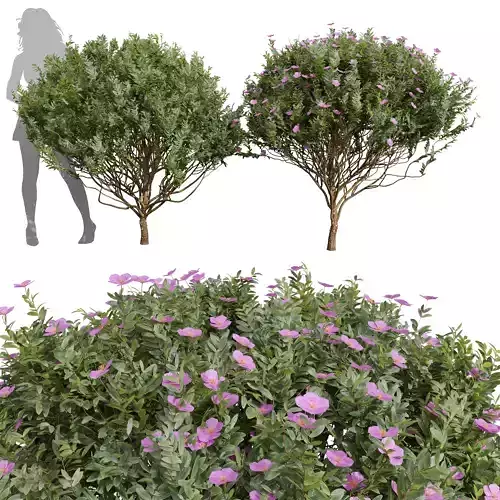 New Plant Cistus Albidus Zistrose Flower Decorative001 3D model