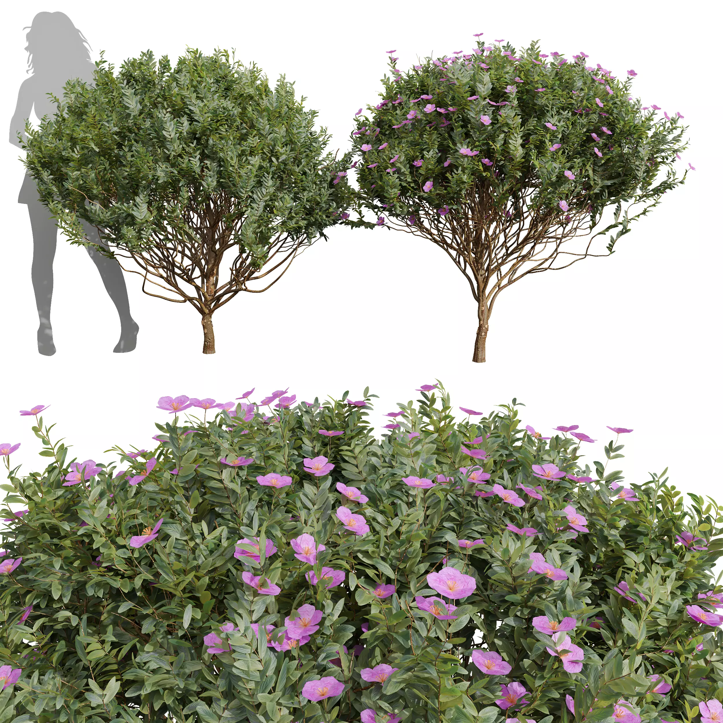New Plant Cistus Albidus Zistrose Flower Decorative001 3D model_0