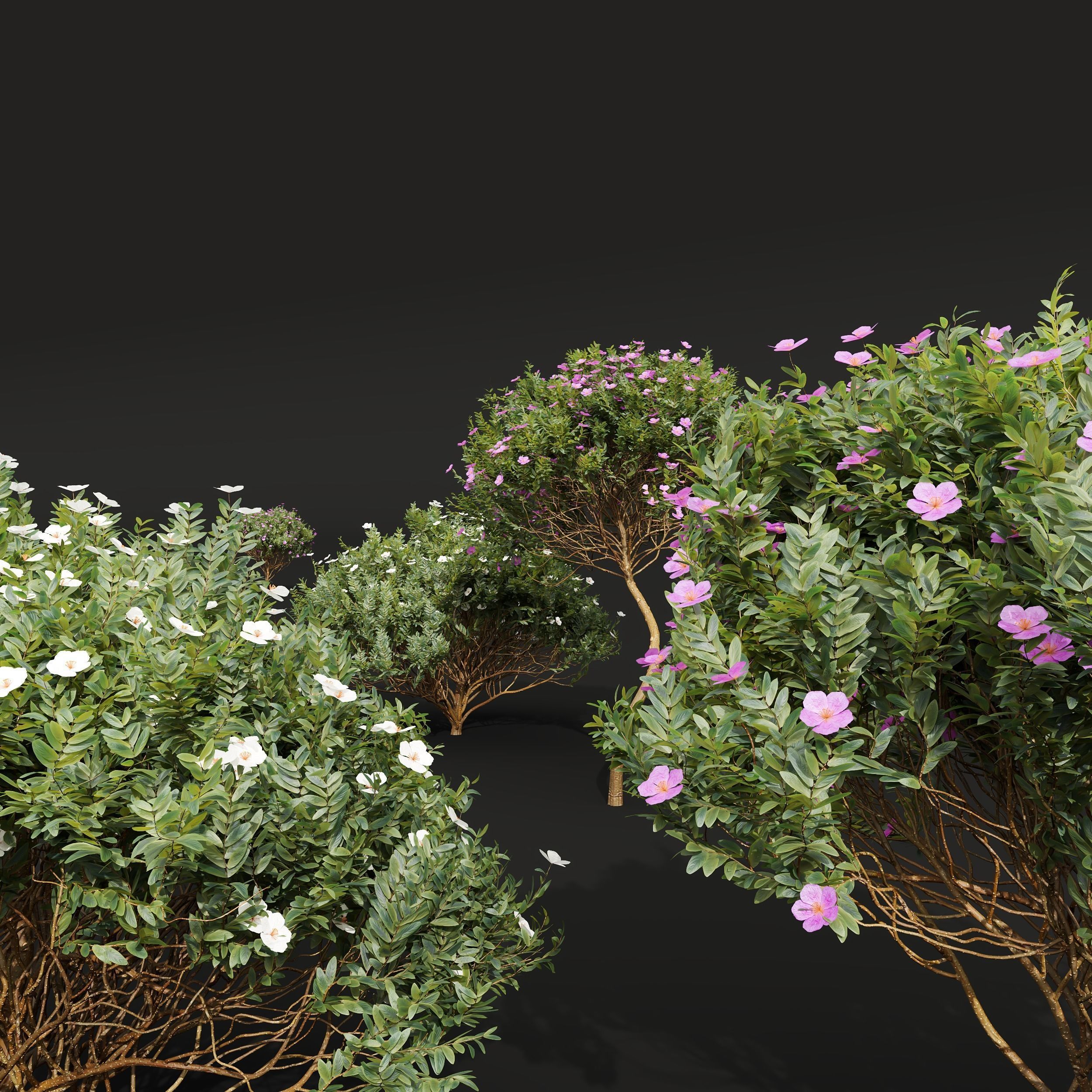 New Plant Cistus Albidus Zistrose Flower Decorative001 3D model_2