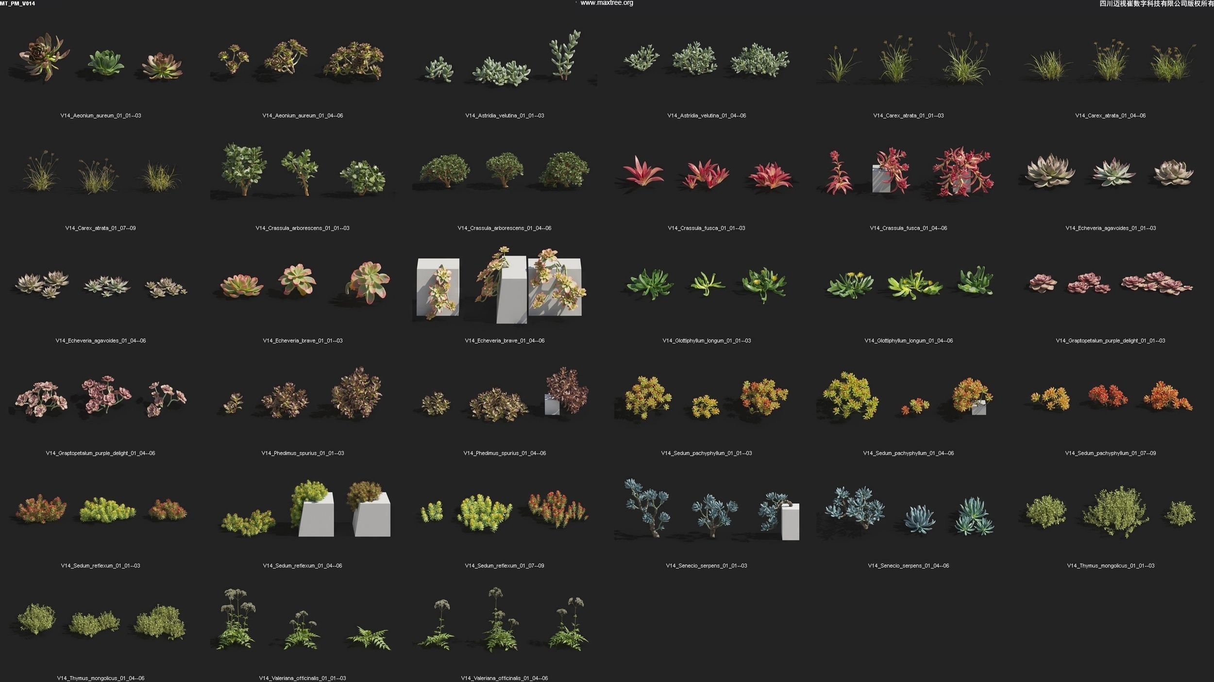 Maxtree Plant Models Vol 14 - Mesh 3D model_4