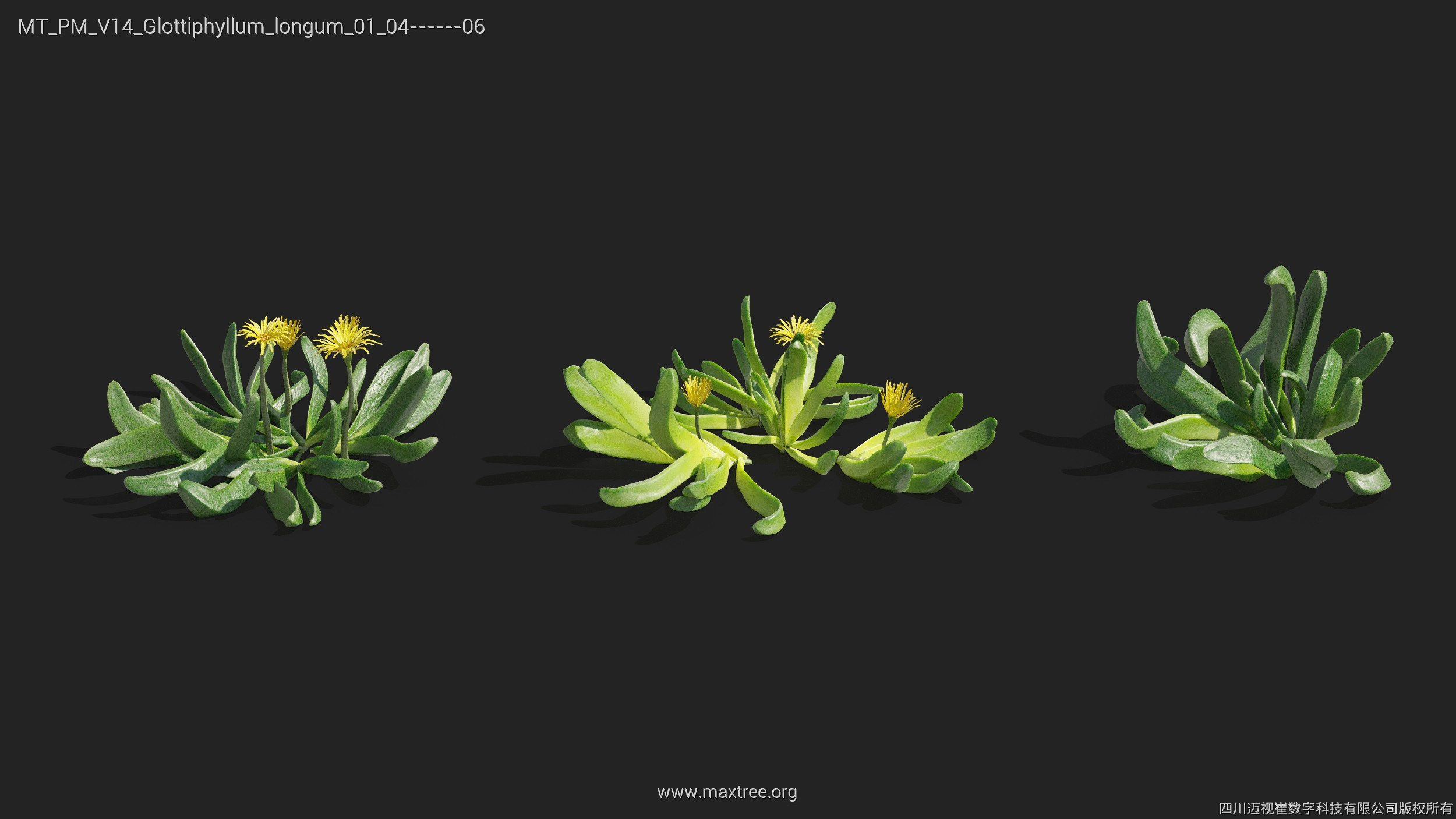 Maxtree Plant Models Vol 14 - Mesh 3D model_21