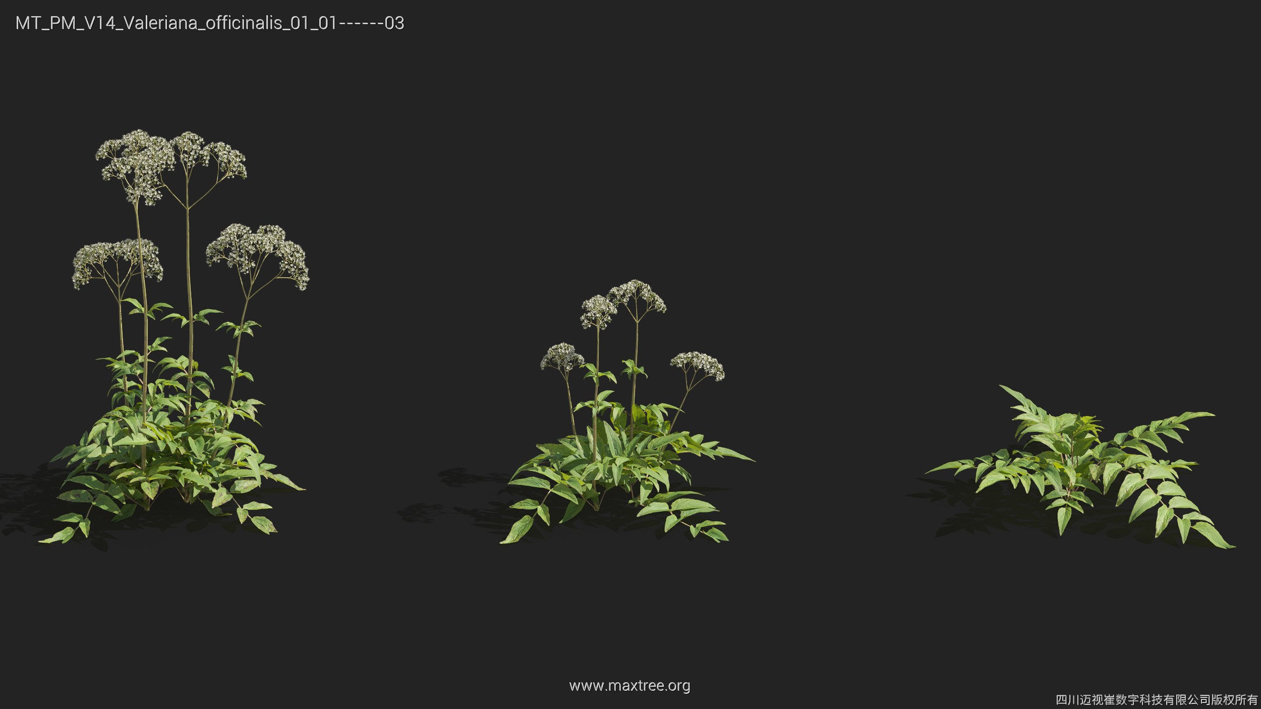 Maxtree Plant Models Vol 14 - Mesh 3D model_36