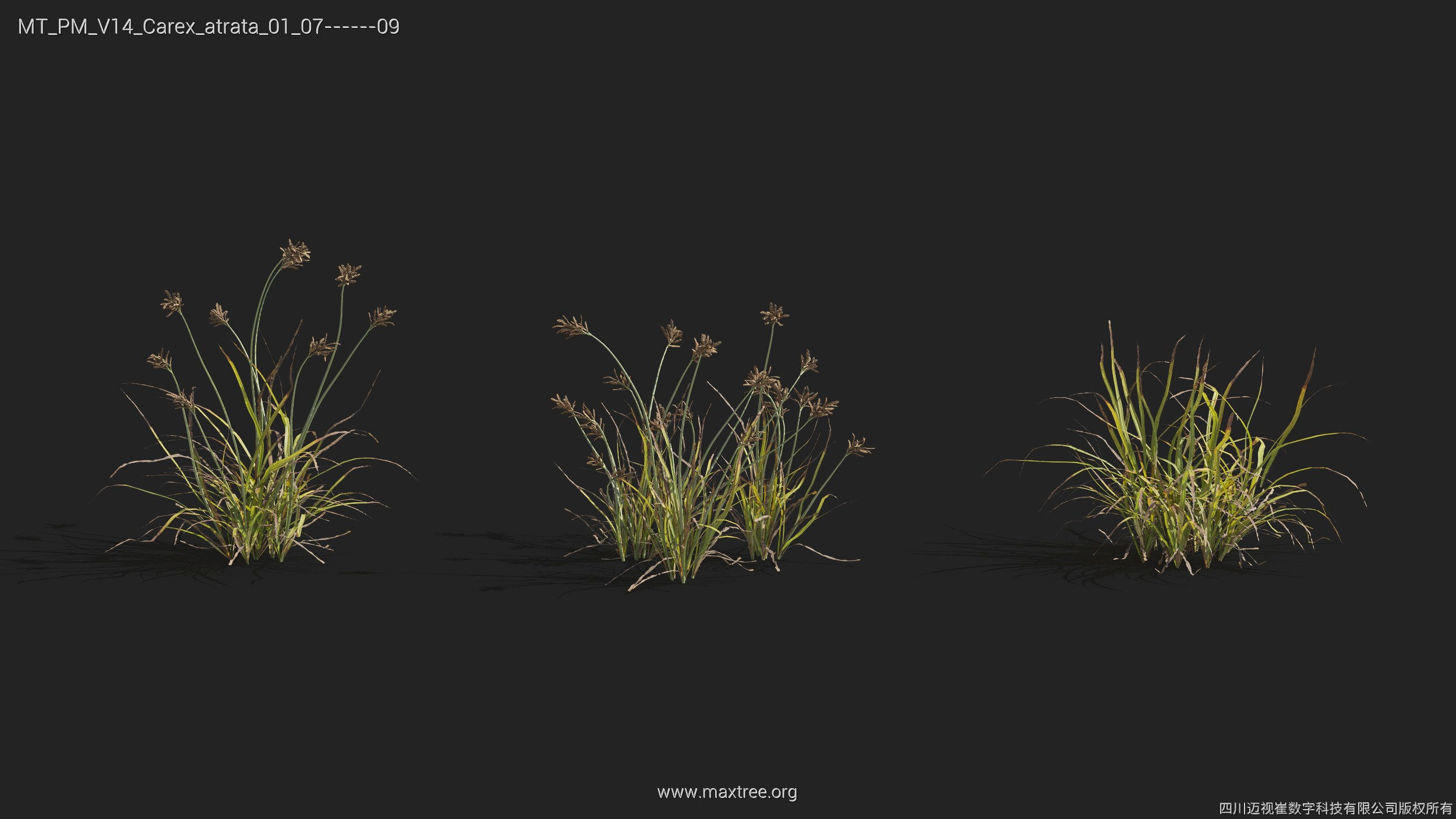 Maxtree Plant Models Vol 14 - Mesh 3D model_11