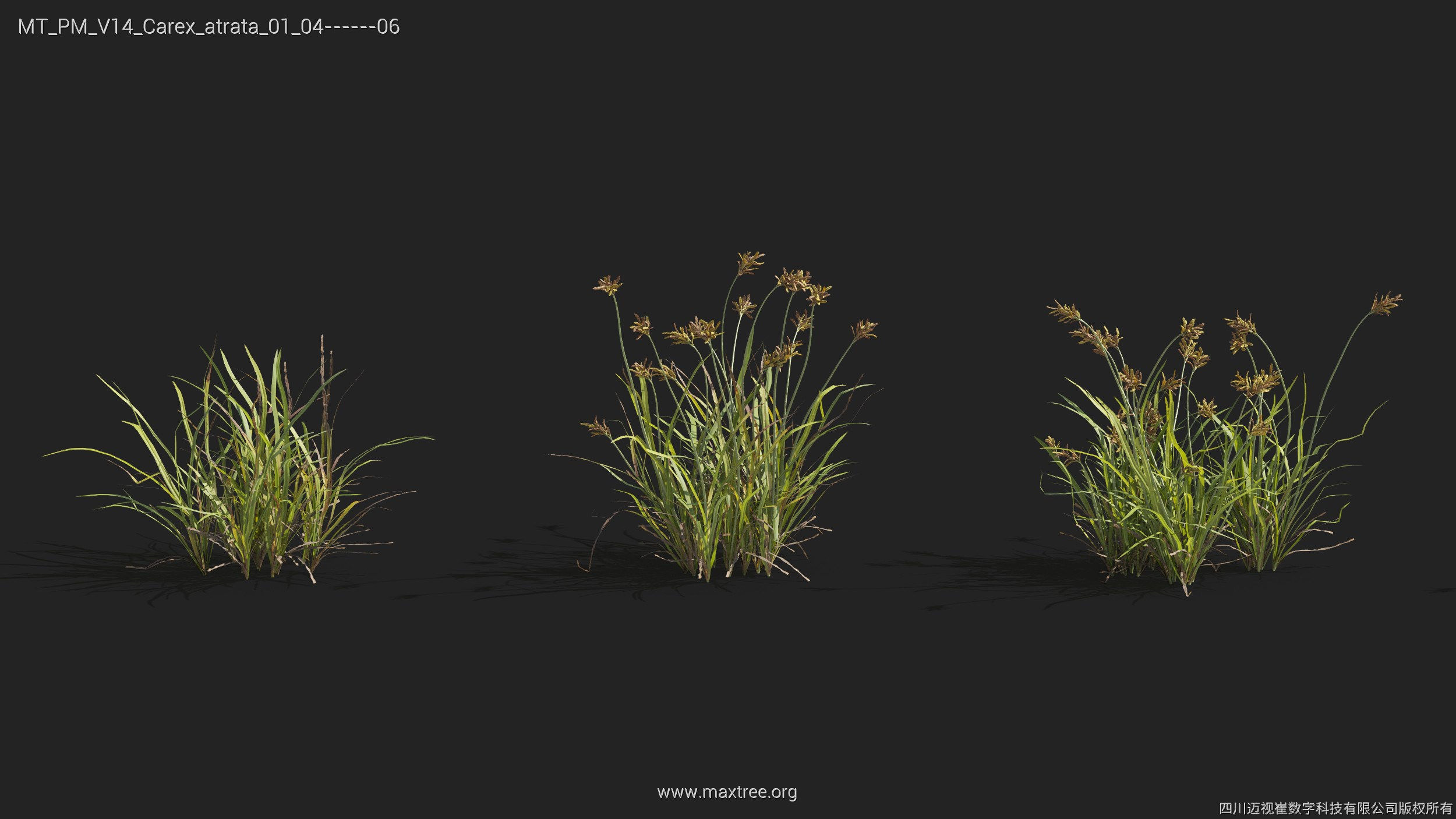 Maxtree Plant Models Vol 14 - Mesh 3D model_10