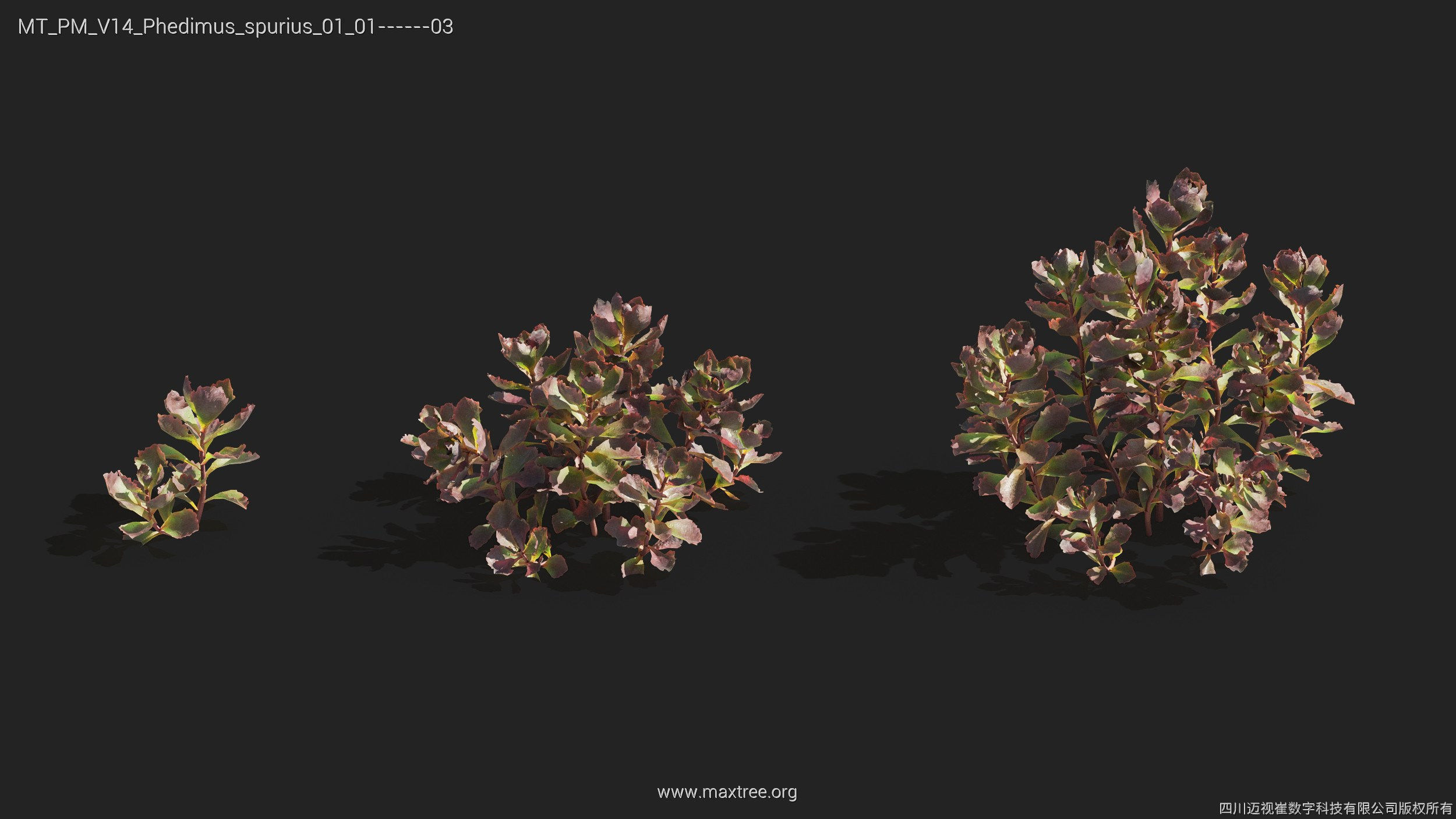 Maxtree Plant Models Vol 14 - Mesh 3D model_24