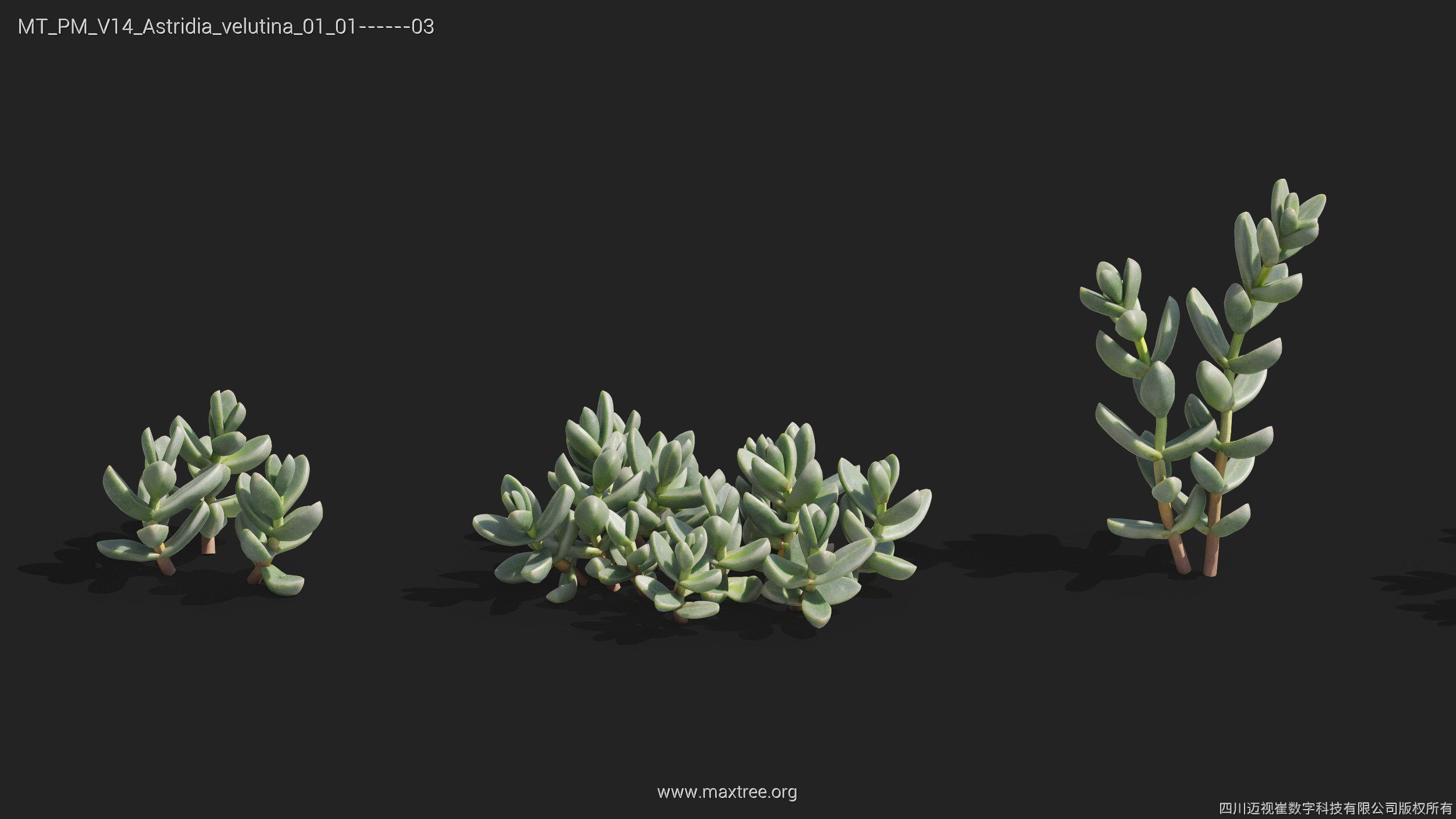 Maxtree Plant Models Vol 14 - Mesh 3D model_7