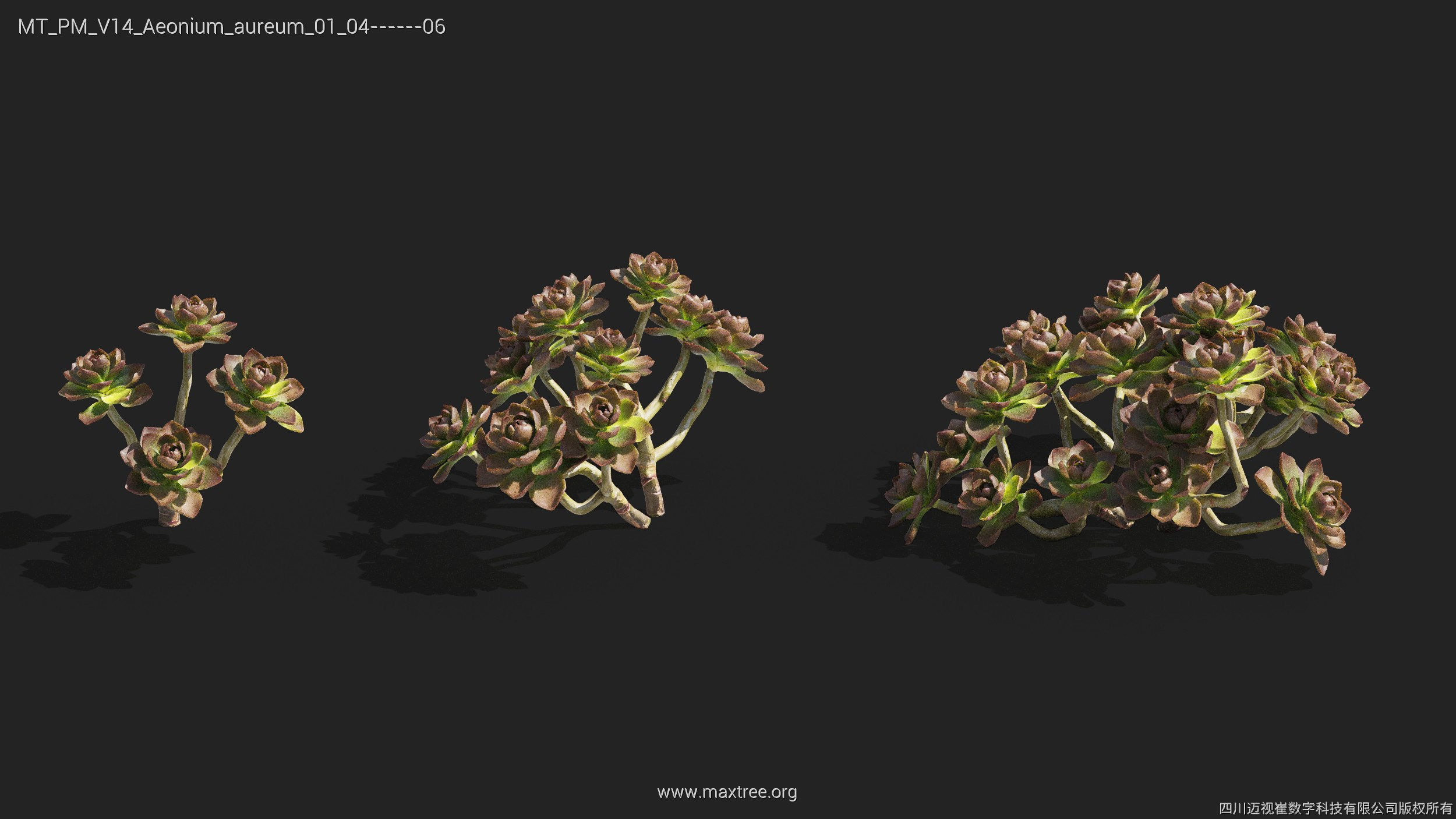 Maxtree Plant Models Vol 14 - Mesh 3D model_6