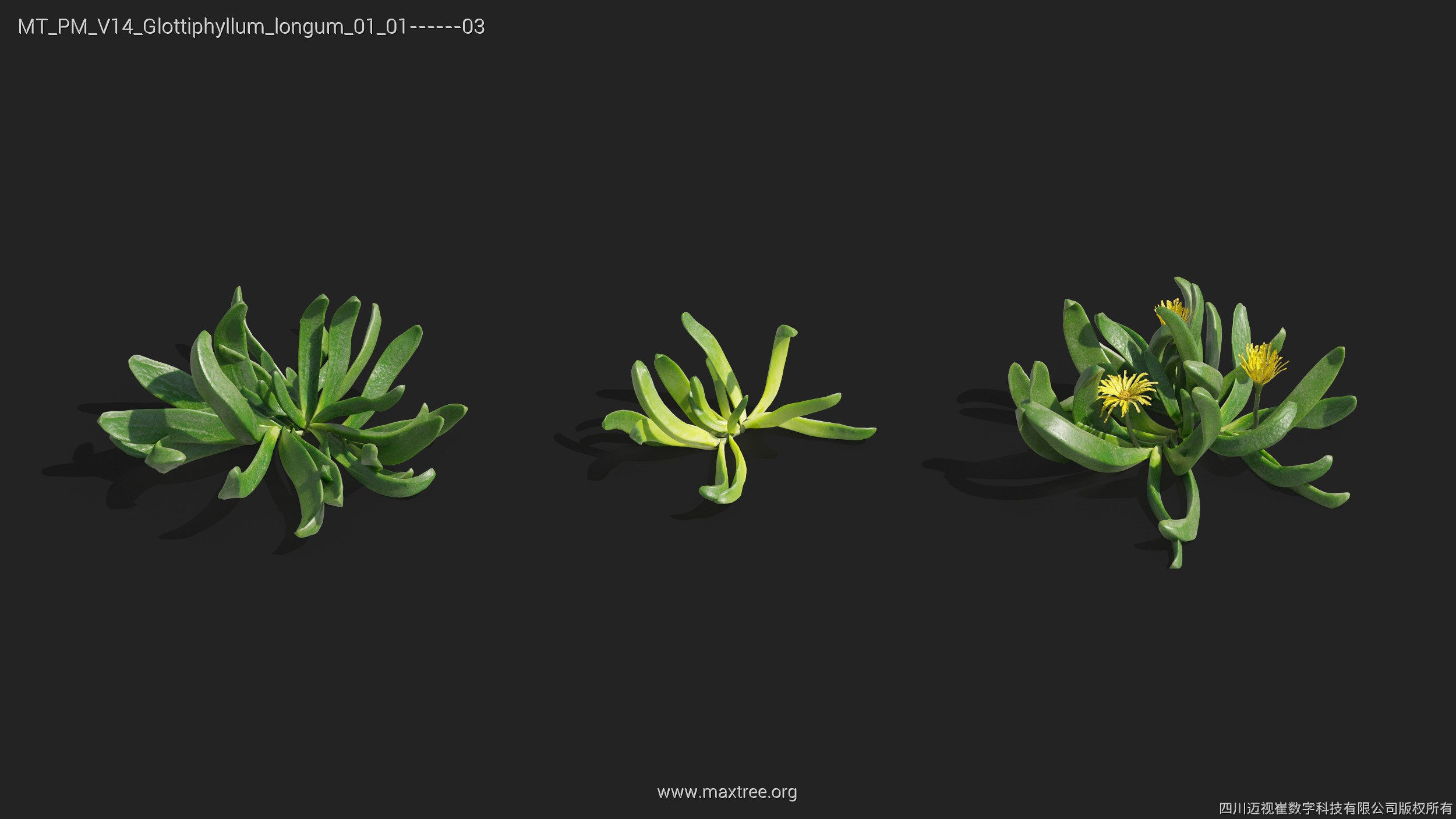 Maxtree Plant Models Vol 14 - Mesh 3D model_20