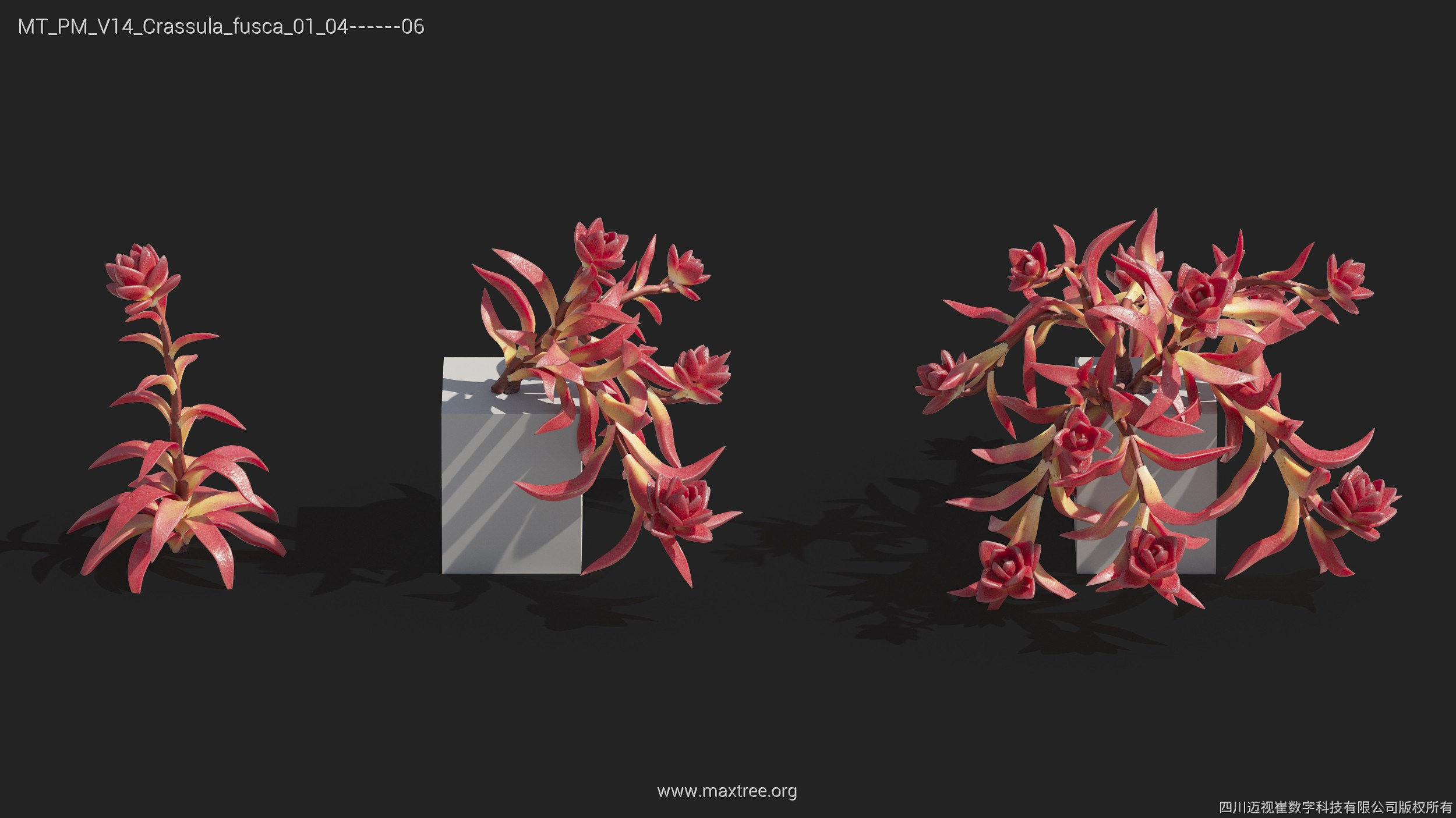 Maxtree Plant Models Vol 14 - Mesh 3D model_15