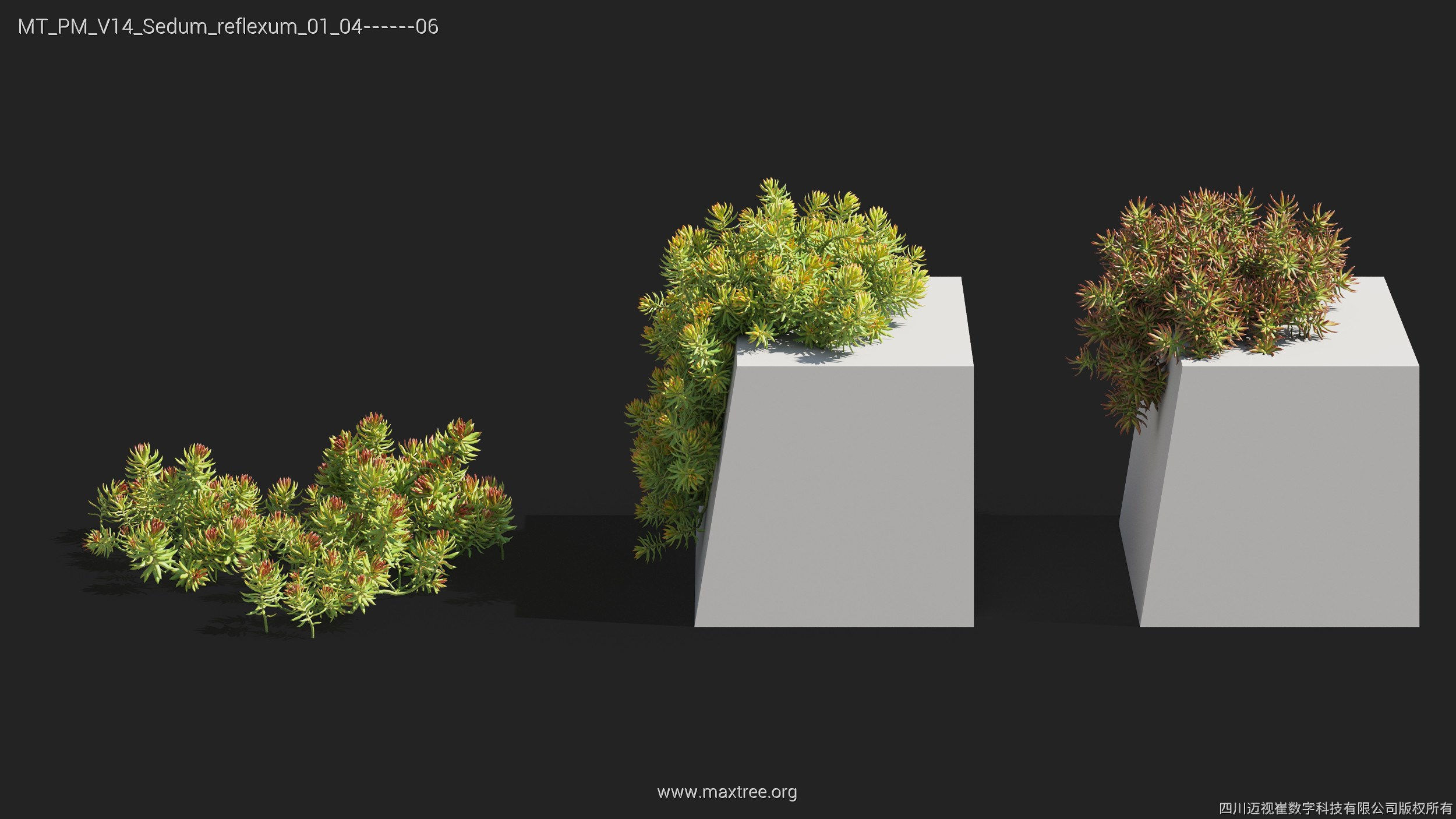 Maxtree Plant Models Vol 14 - Mesh 3D model_30