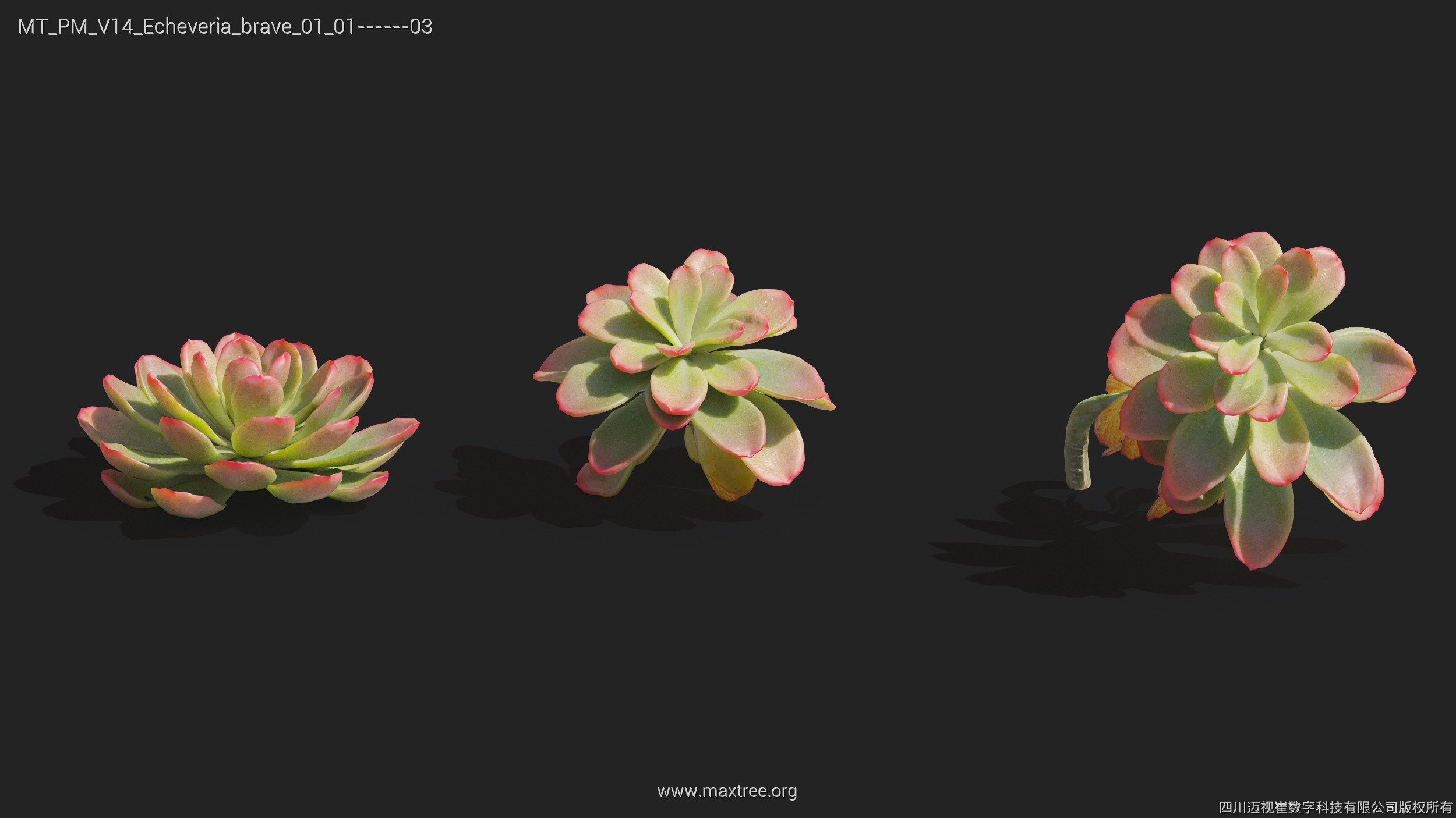 Maxtree Plant Models Vol 14 - Mesh 3D model_18