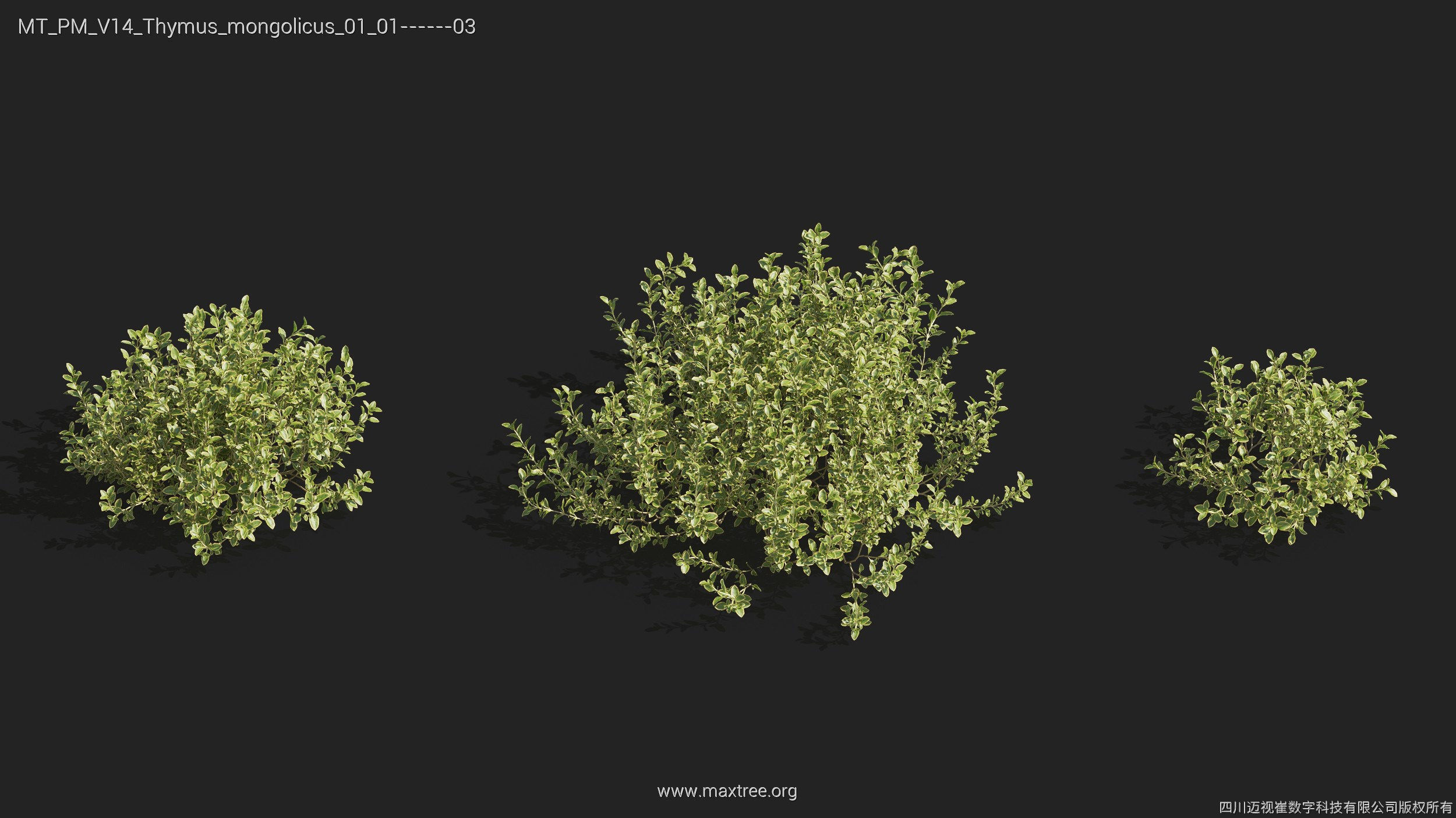 Maxtree Plant Models Vol 14 - Mesh 3D model_34