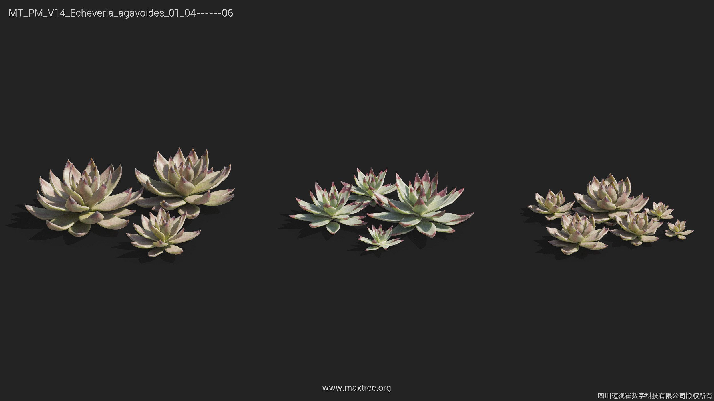 Maxtree Plant Models Vol 14 - Mesh 3D model_17