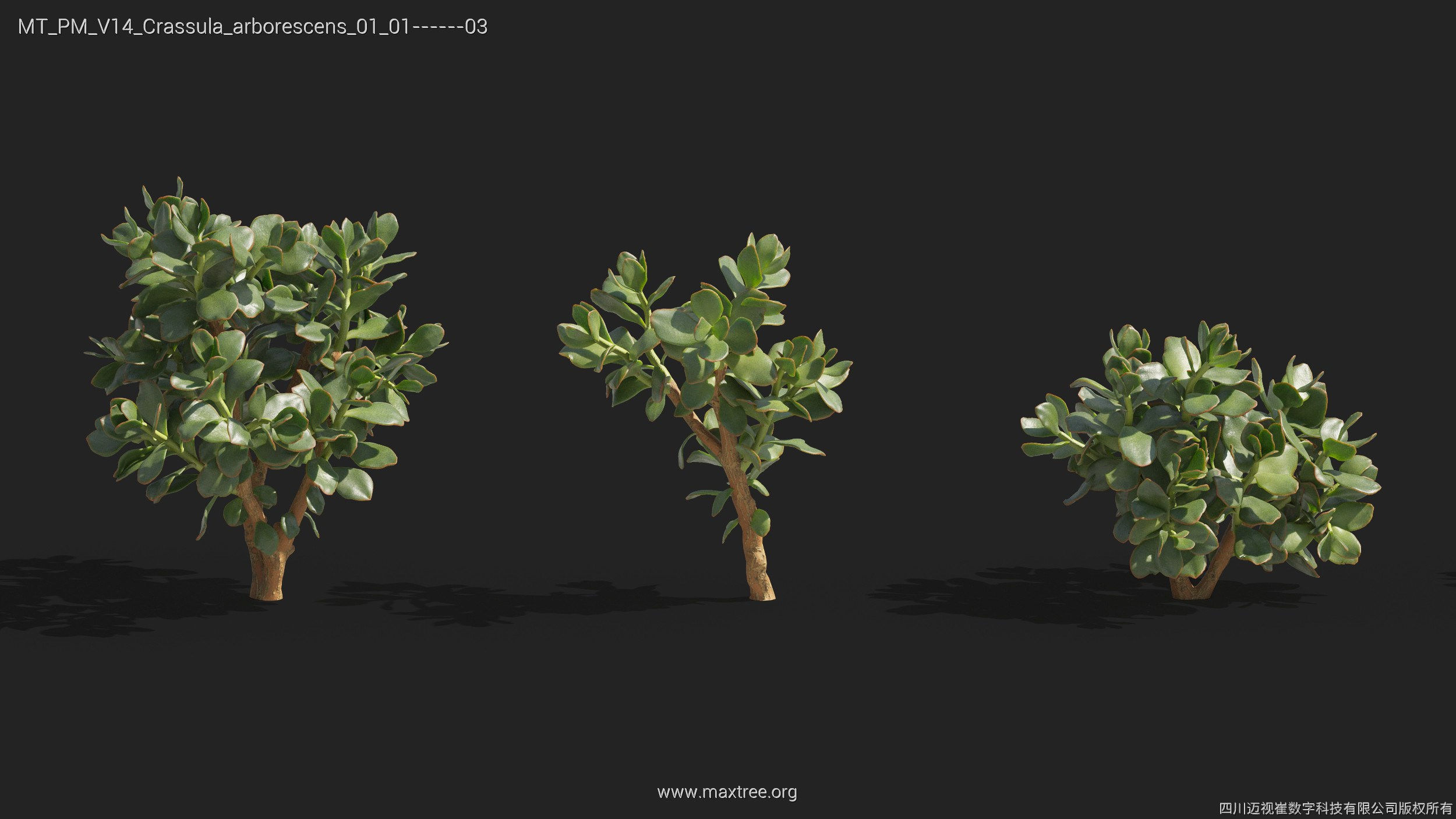 Maxtree Plant Models Vol 14 - Mesh 3D model_12