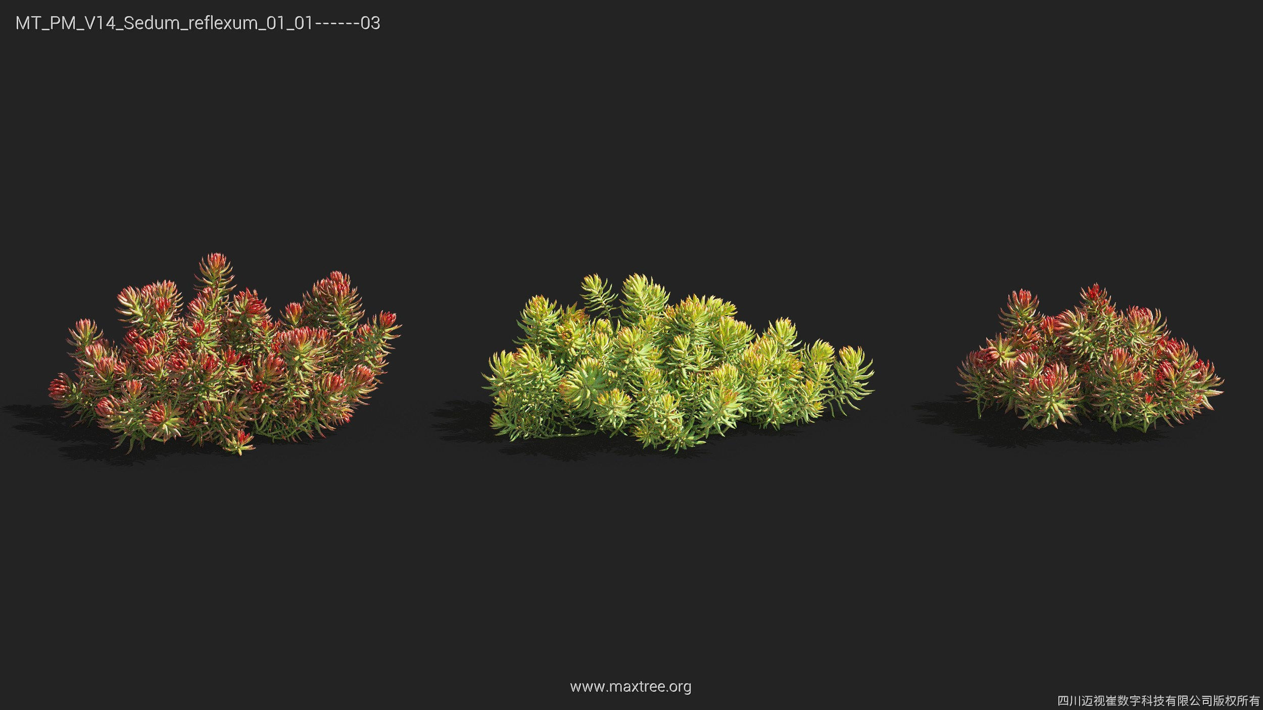 Maxtree Plant Models Vol 14 - Mesh 3D model_29