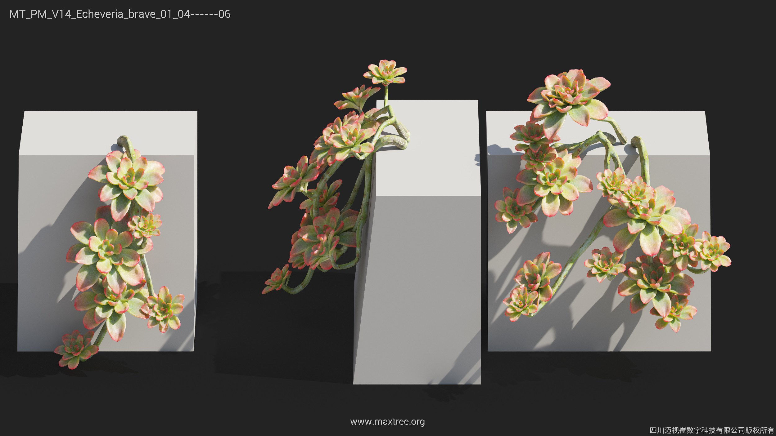 Maxtree Plant Models Vol 14 - Mesh 3D model_19