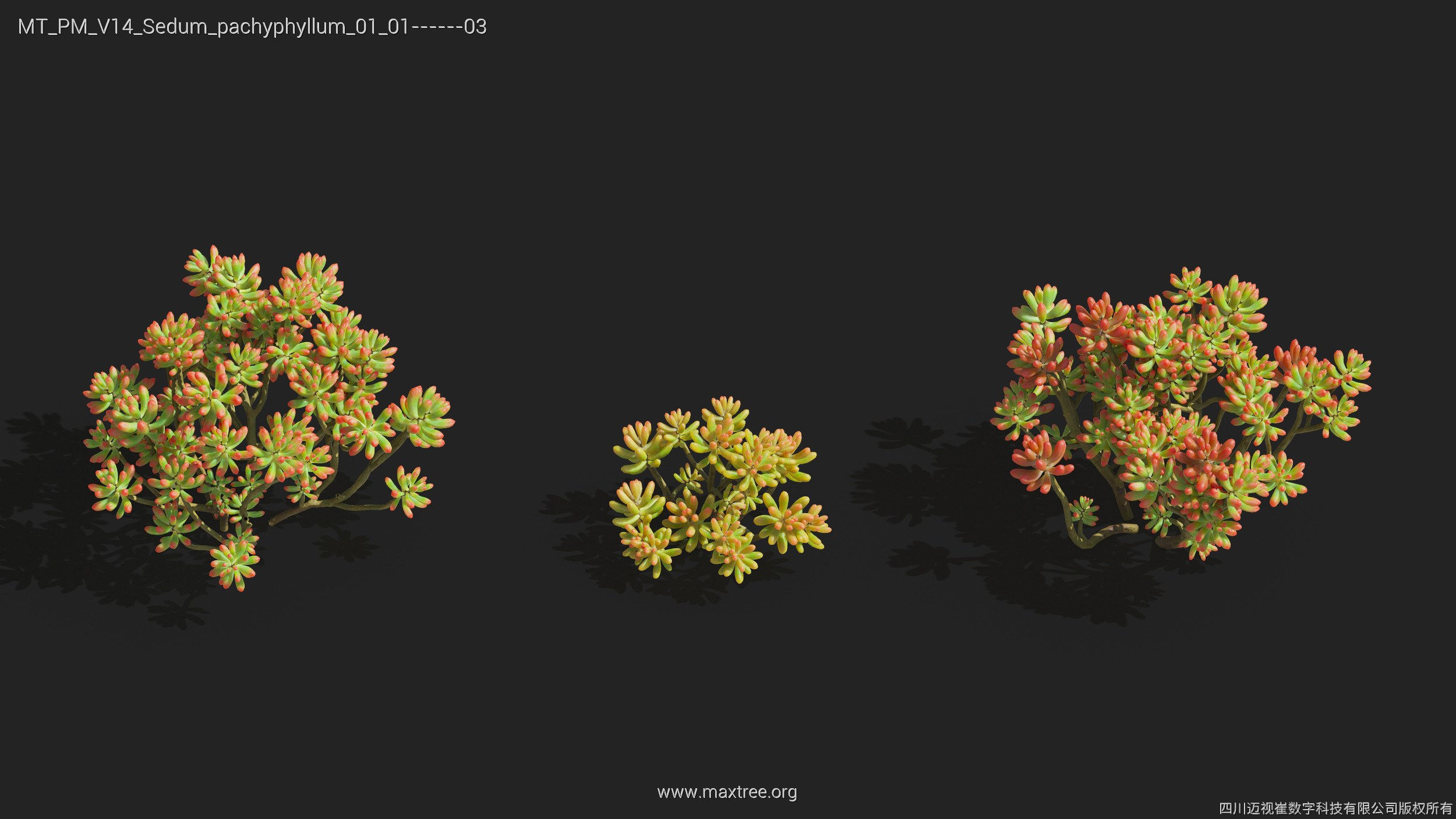 Maxtree Plant Models Vol 14 - Mesh 3D model_26