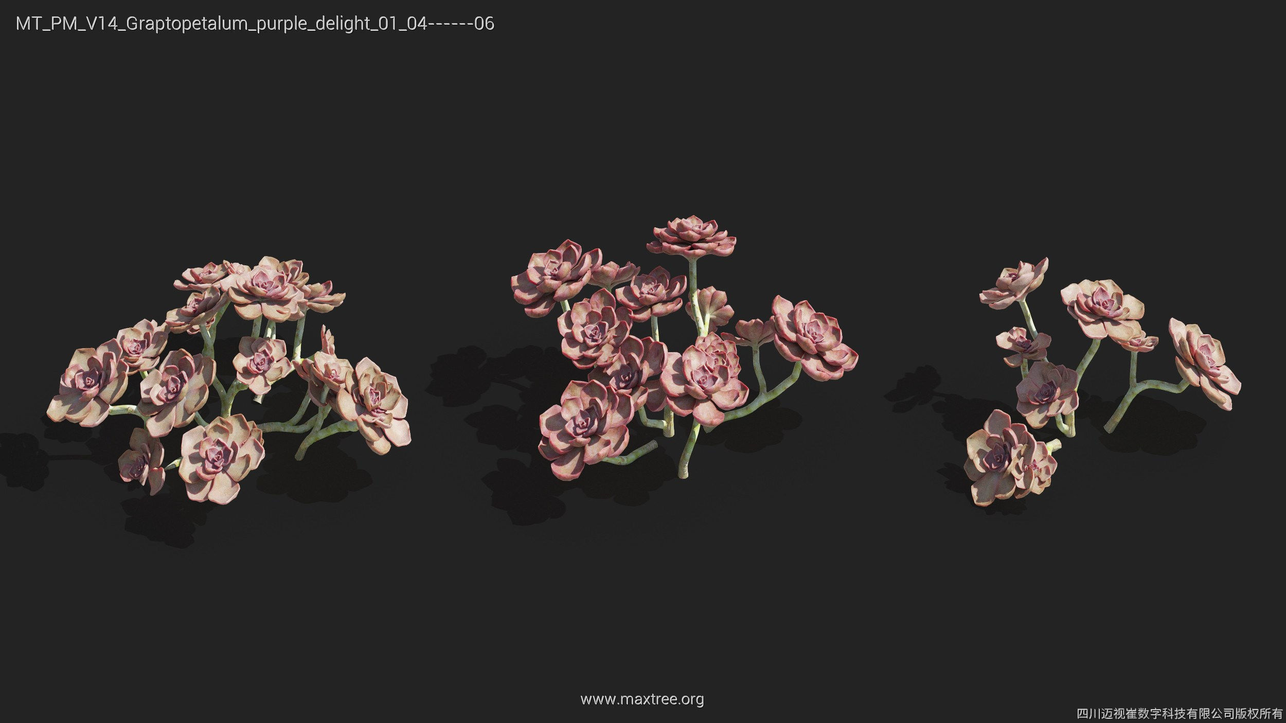 Maxtree Plant Models Vol 14 - Mesh 3D model_23