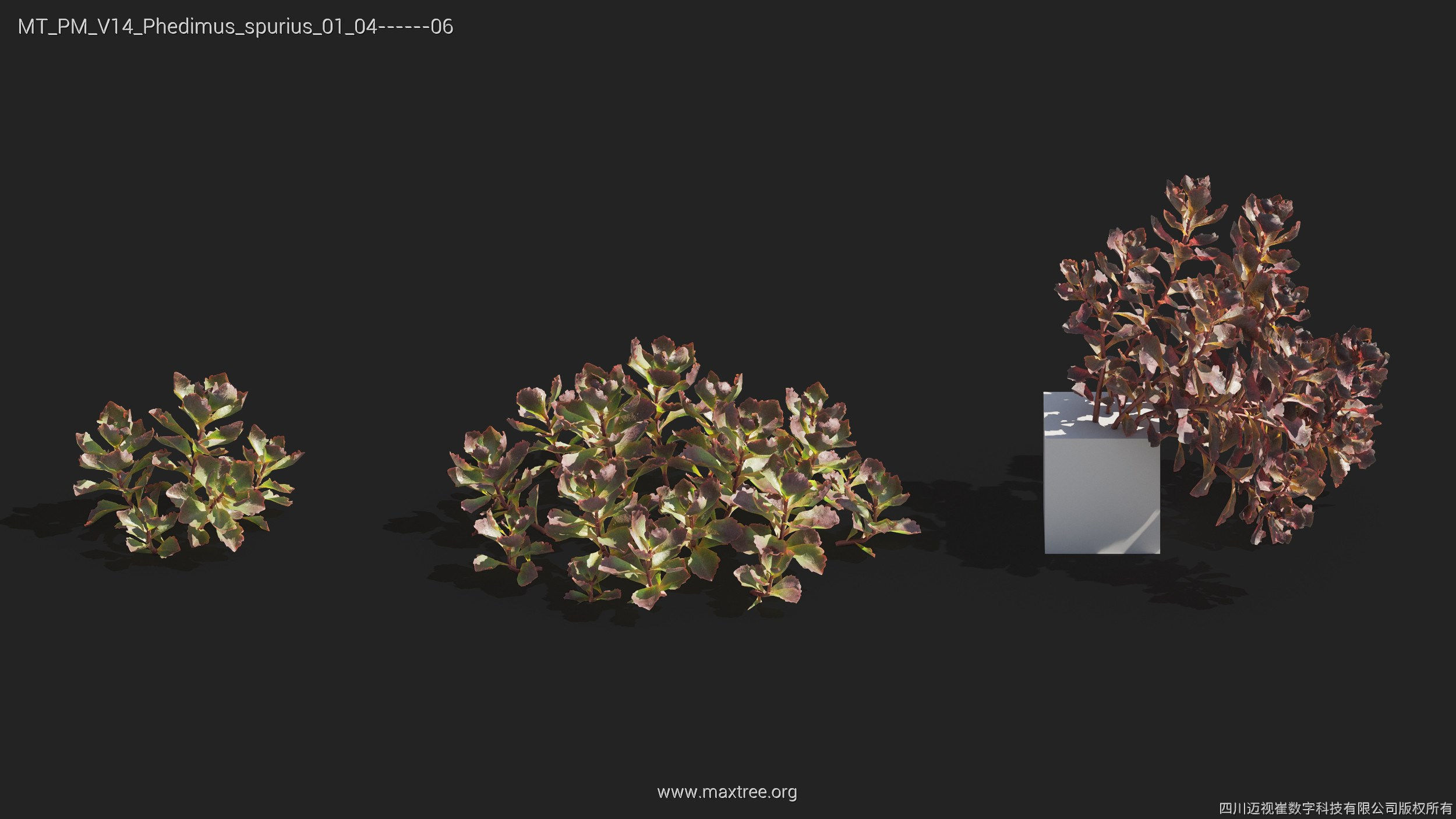 Maxtree Plant Models Vol 14 - Mesh 3D model_25