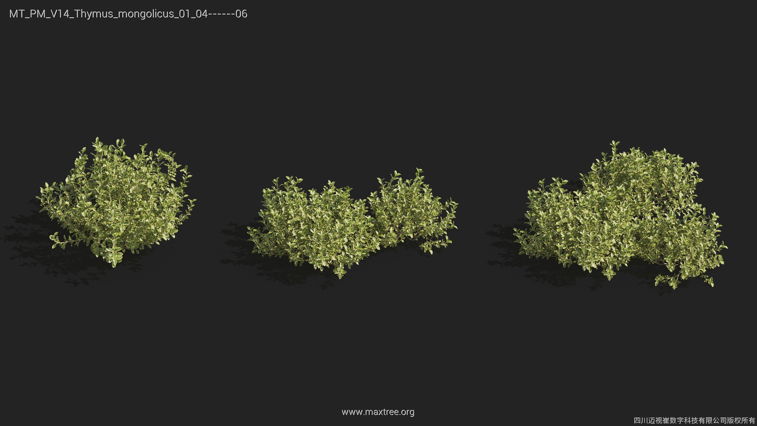 Maxtree Plant Models Vol 14 - Mesh 3D model_35