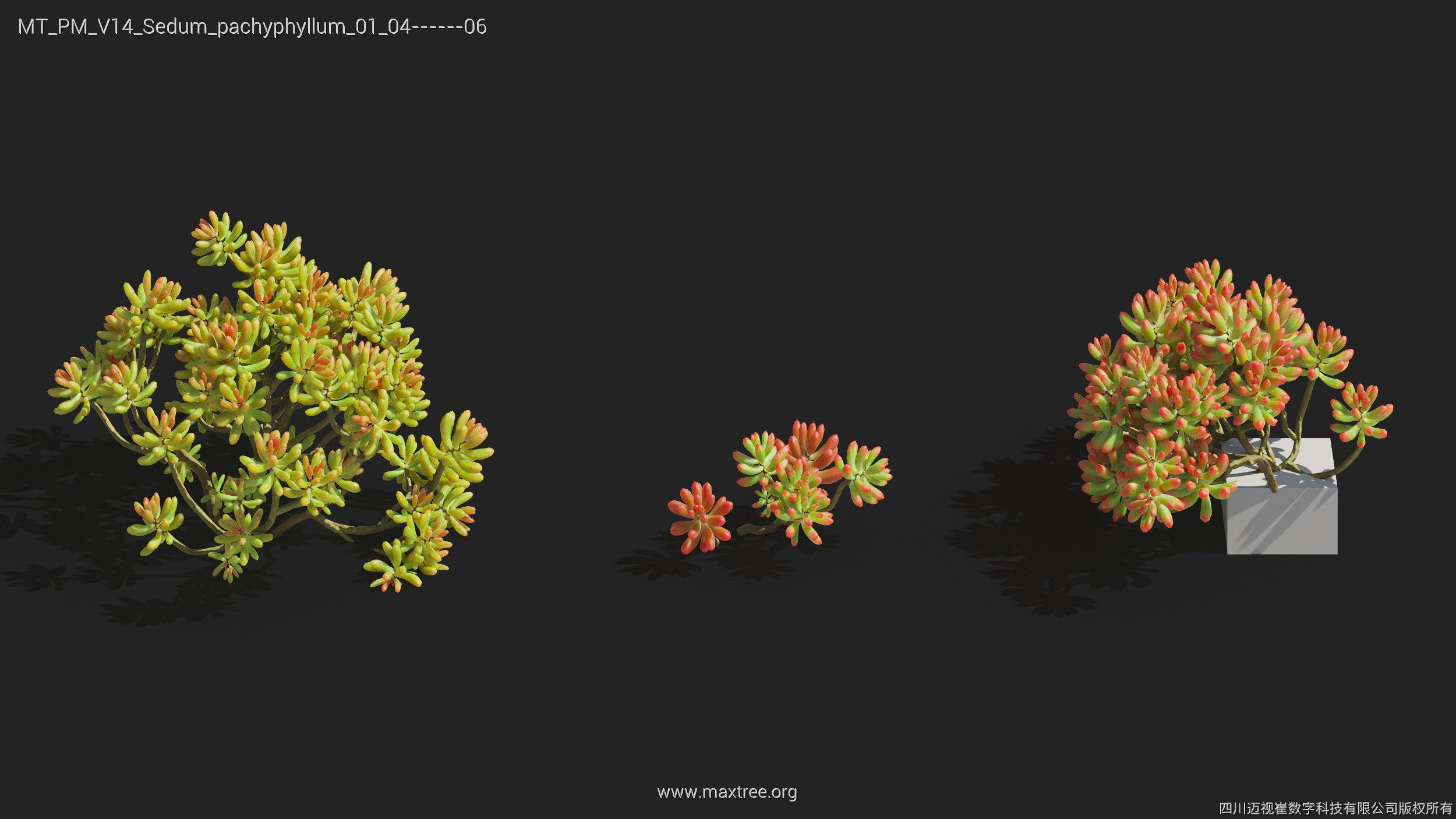 Maxtree Plant Models Vol 14 - Mesh 3D model_27