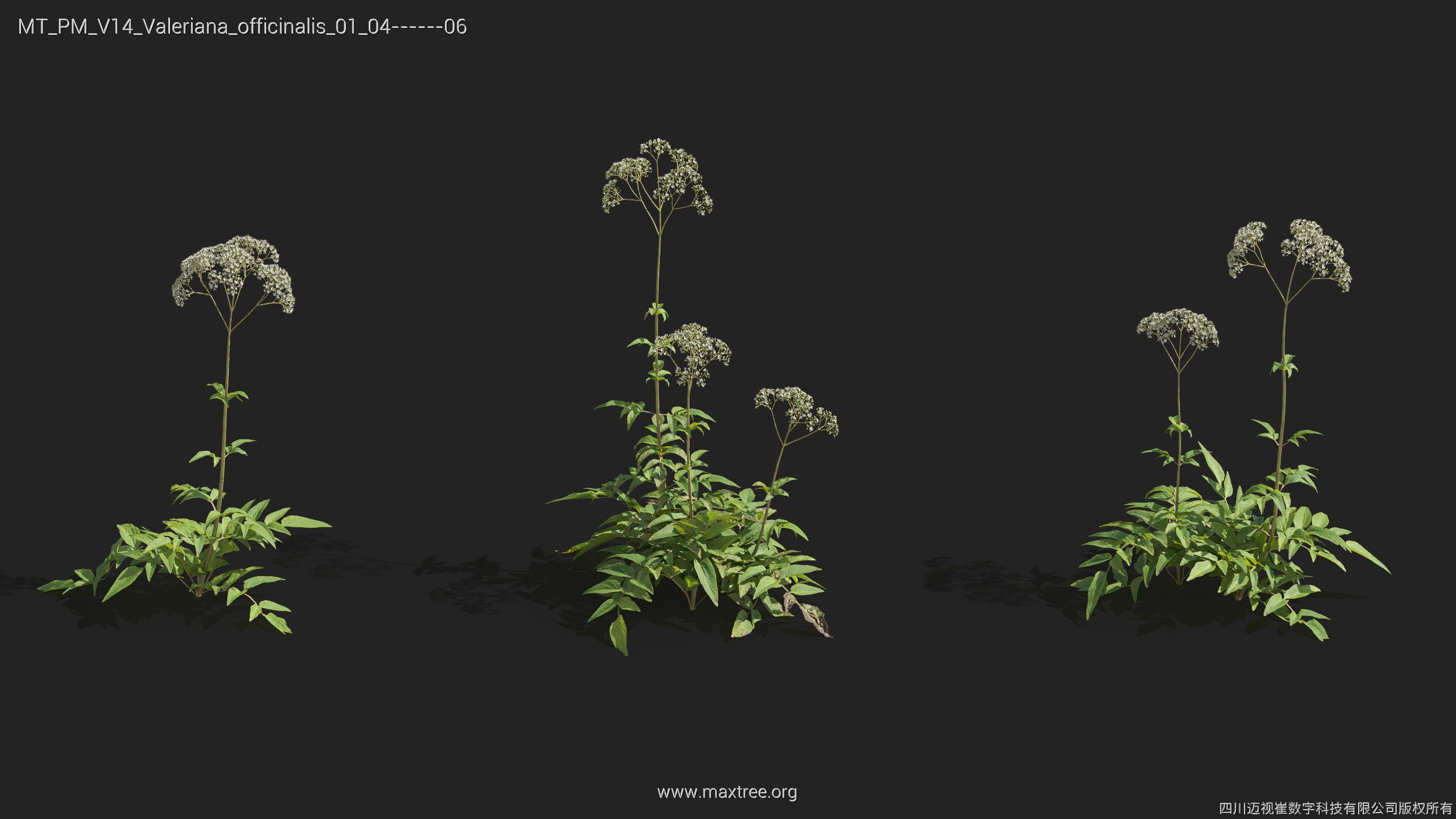 Maxtree Plant Models Vol 14 - Mesh 3D model_37
