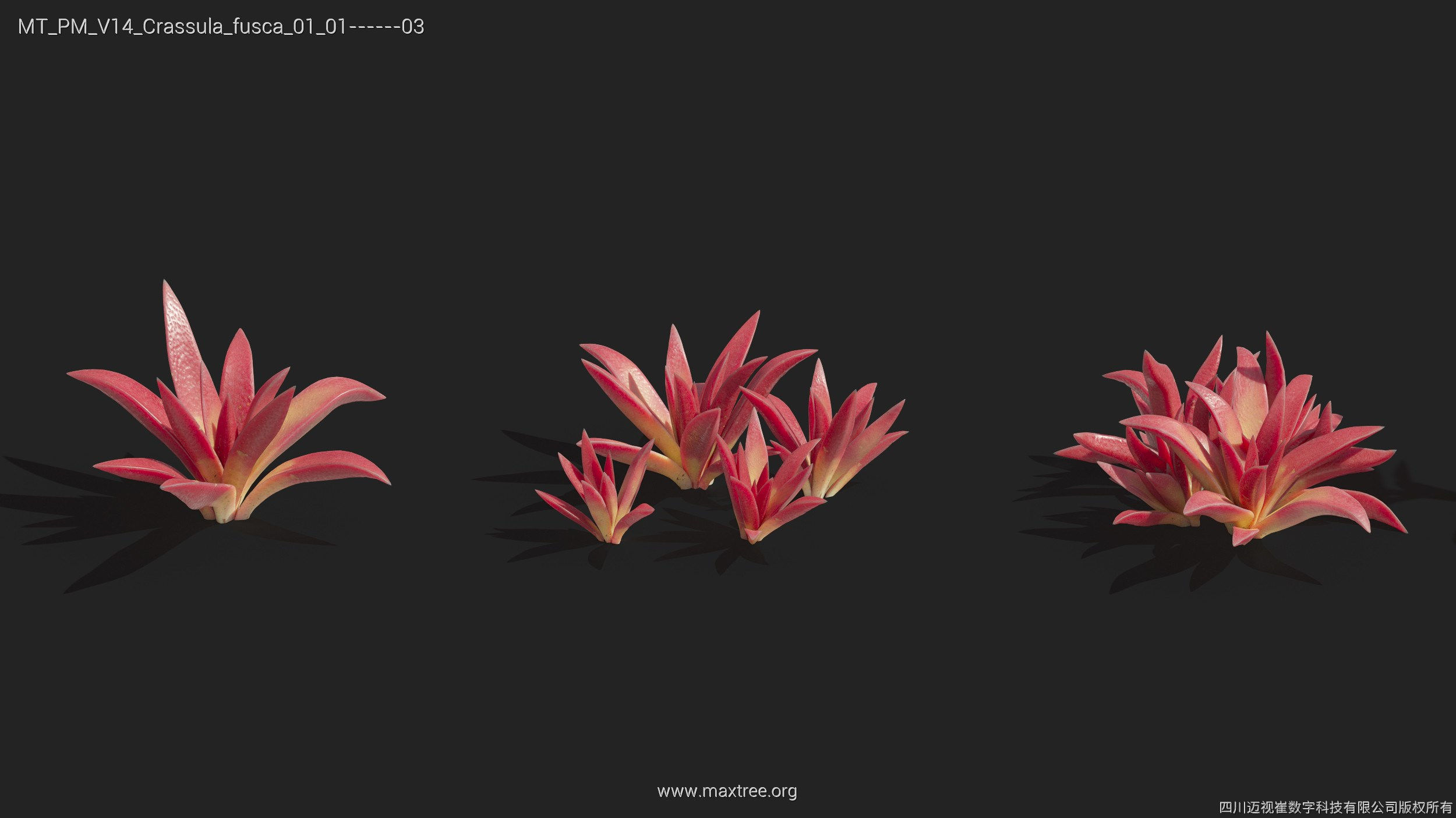 Maxtree Plant Models Vol 14 - Mesh 3D model_14