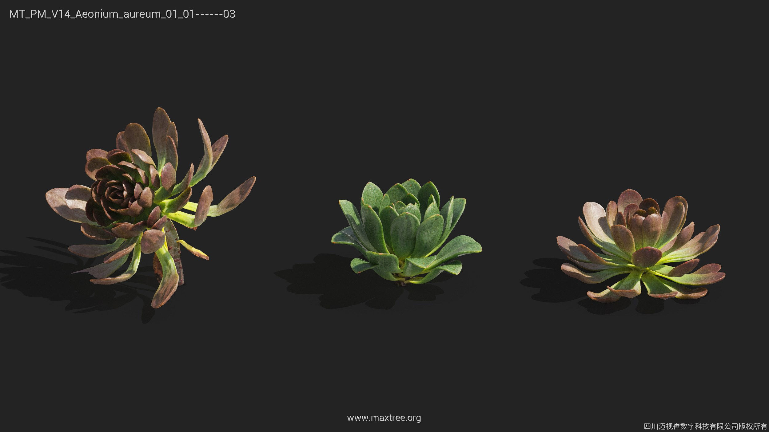 Maxtree Plant Models Vol 14 - Mesh 3D model_5