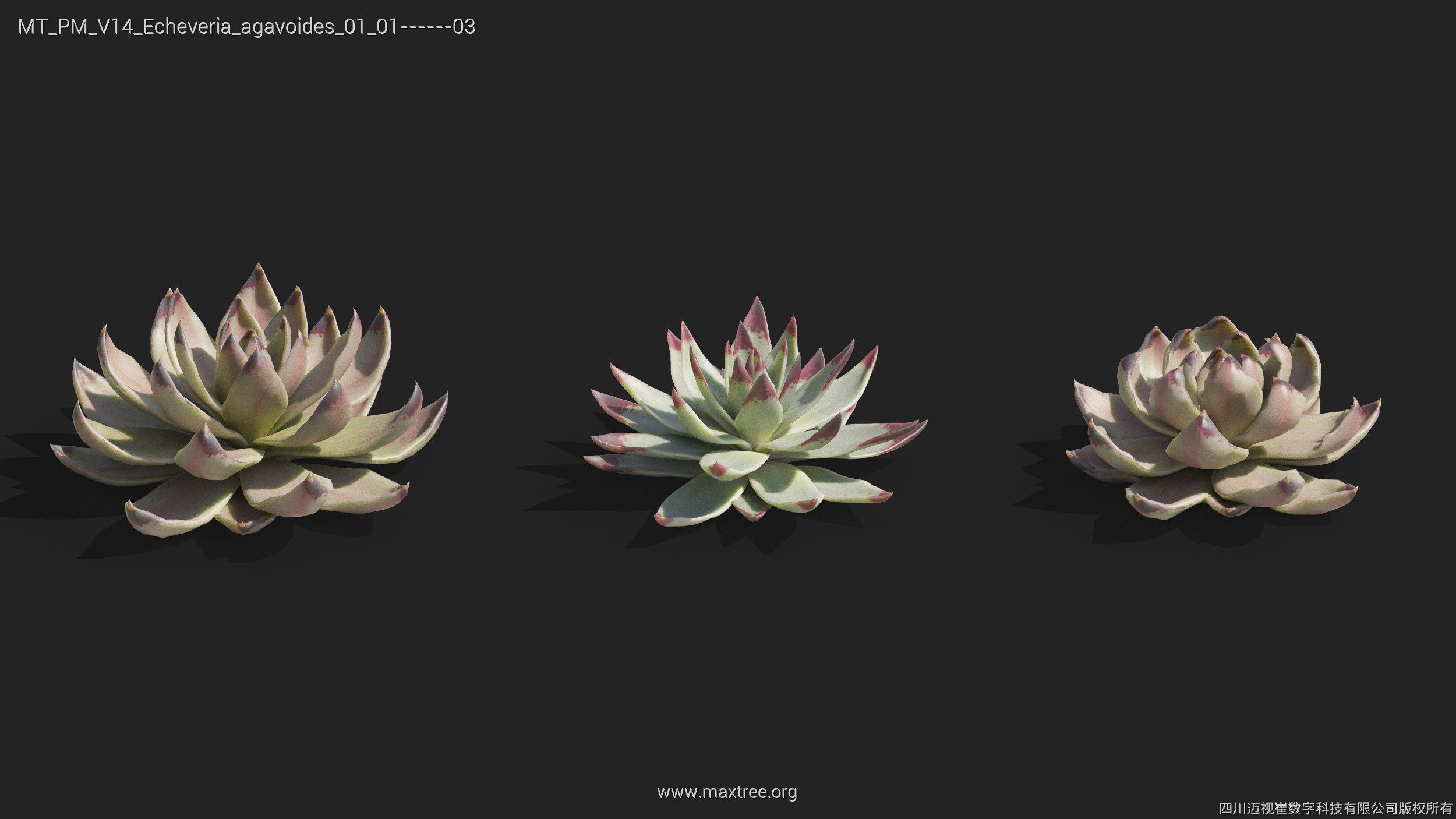 Maxtree Plant Models Vol 14 - Mesh 3D model_16