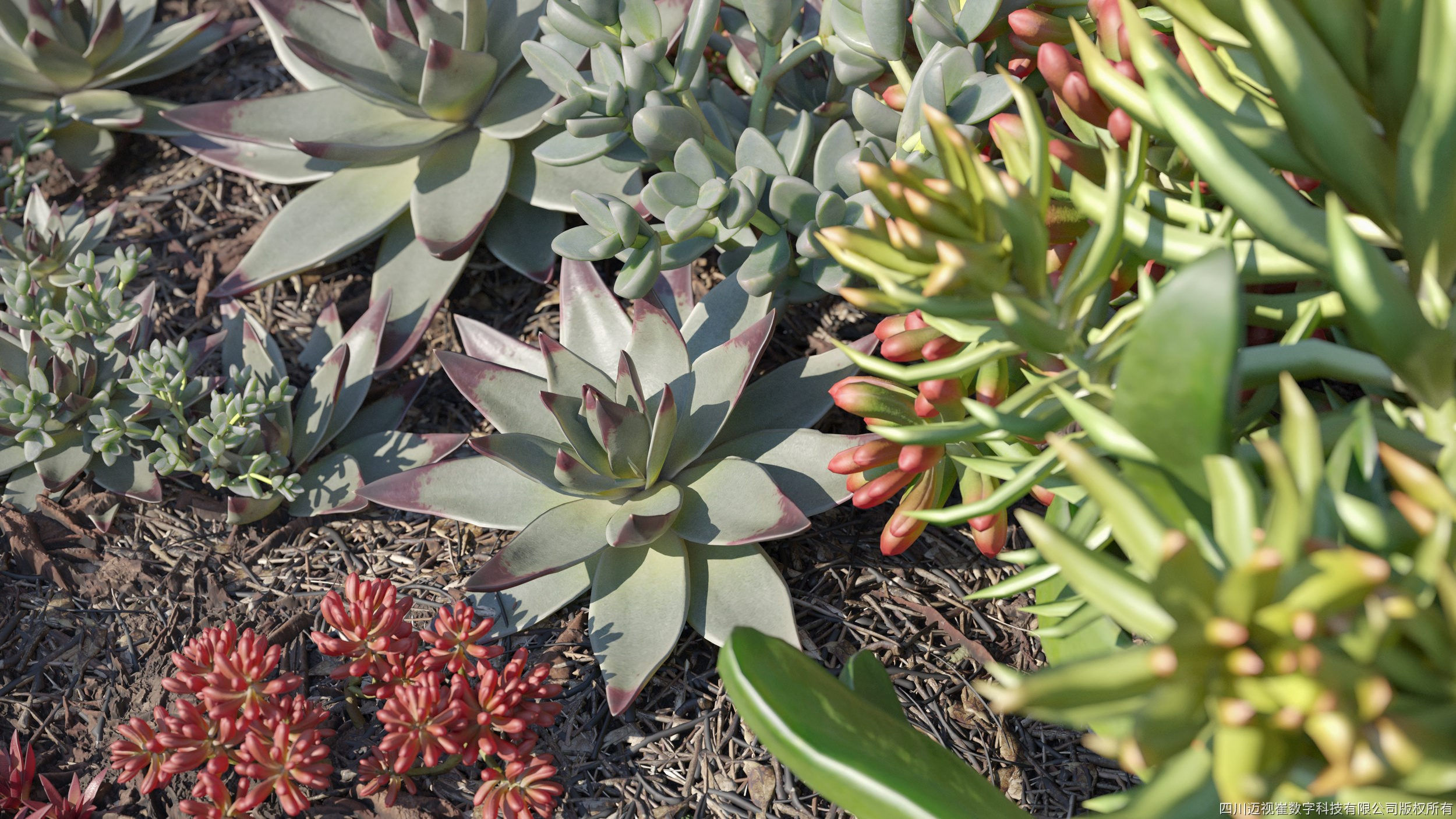 Maxtree Plant Models Vol 14 - Mesh 3D model_3