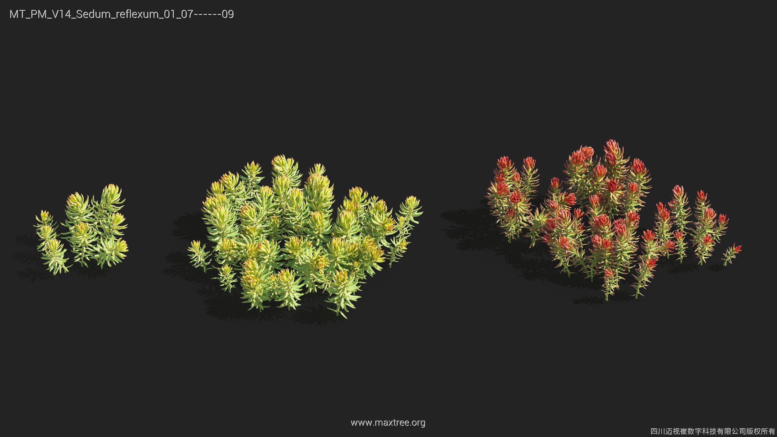 Maxtree Plant Models Vol 14 - Mesh 3D model_31