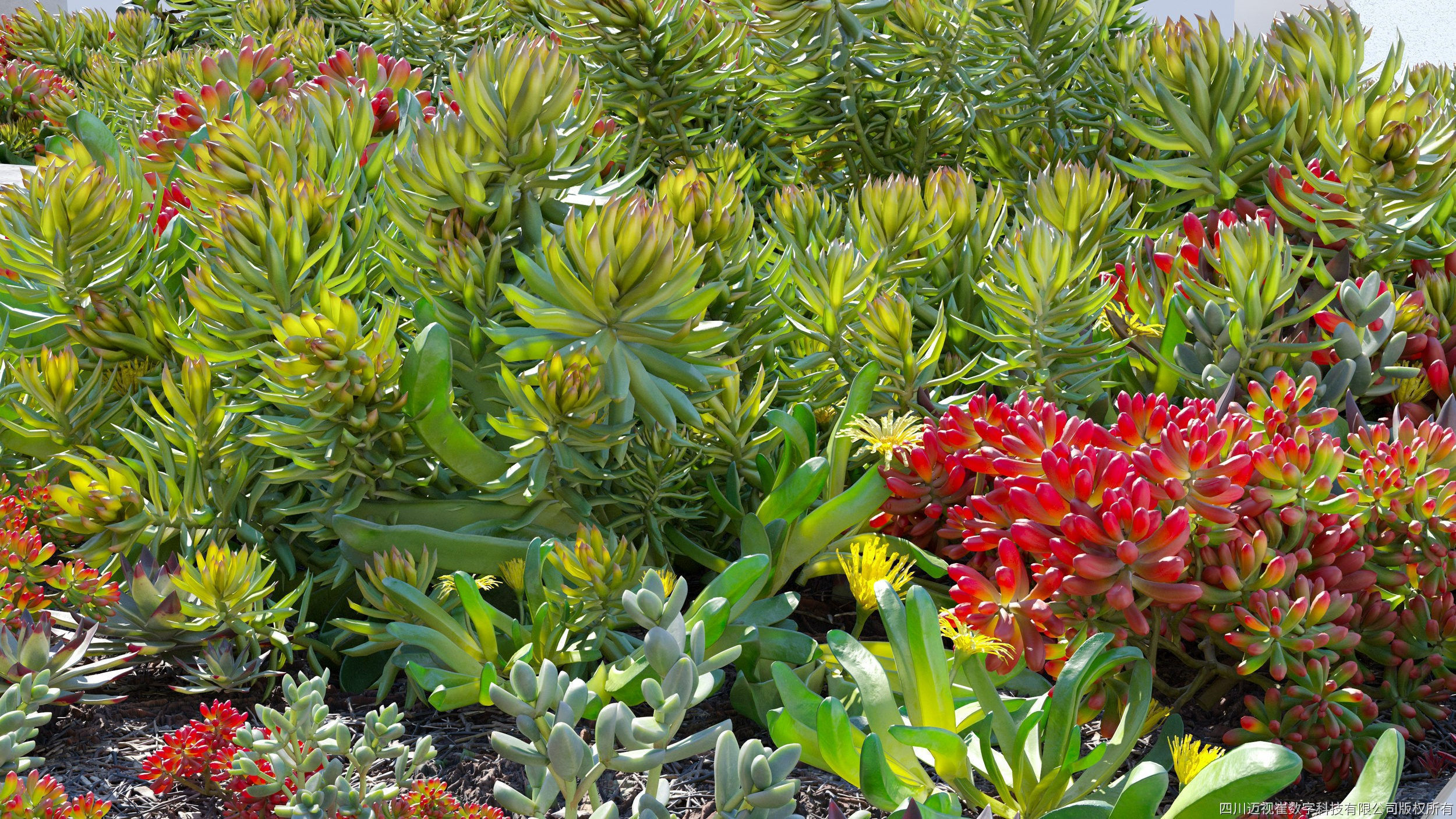 Maxtree Plant Models Vol 14 - Mesh 3D model_2