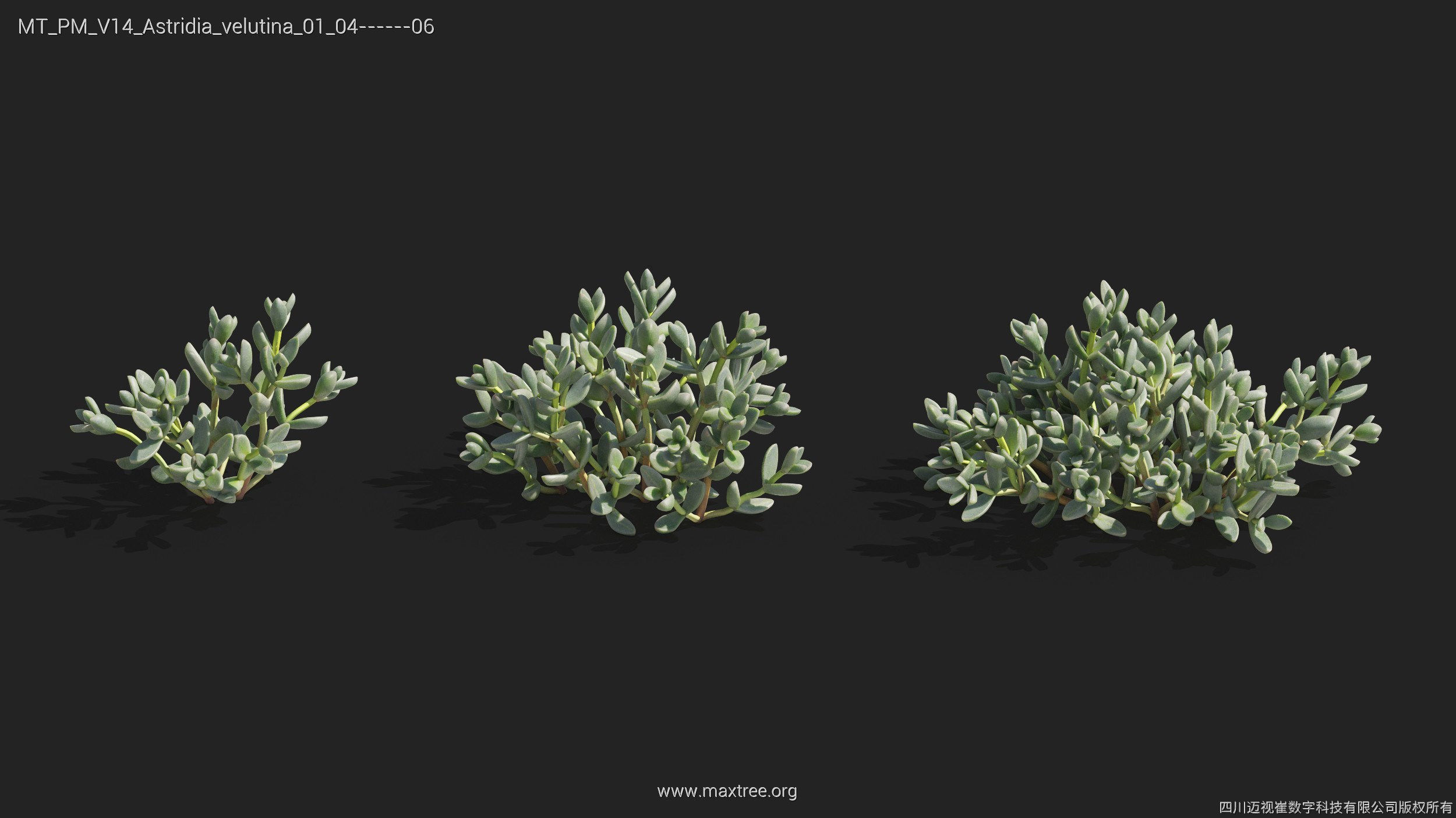 Maxtree Plant Models Vol 14 - Mesh 3D model_8