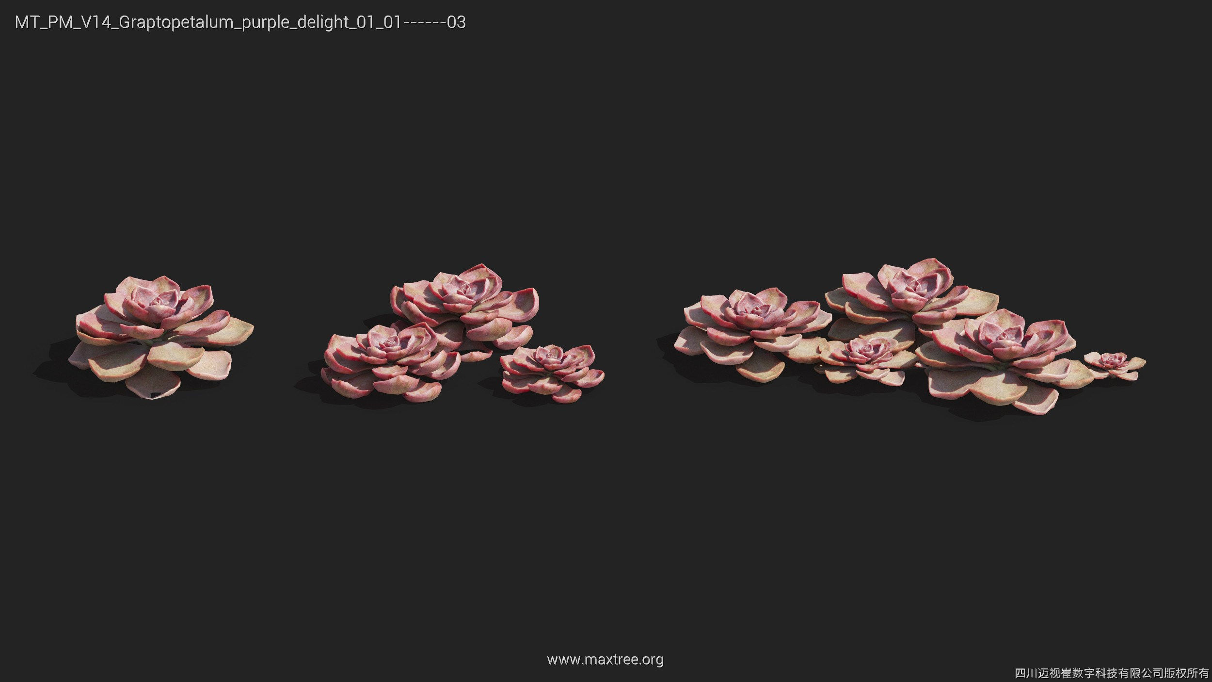 Maxtree Plant Models Vol 14 - Mesh 3D model_22