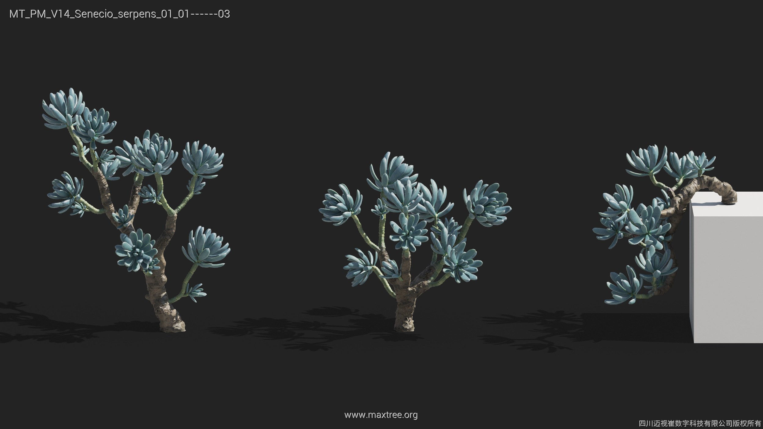 Maxtree Plant Models Vol 14 - Mesh 3D model_32