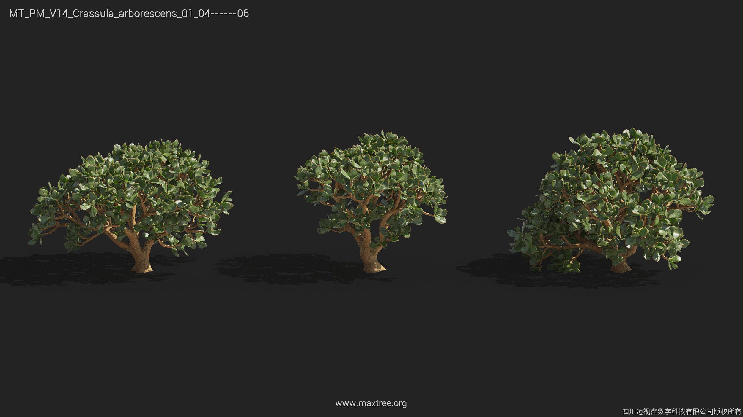 Maxtree Plant Models Vol 14 - Mesh 3D model_13