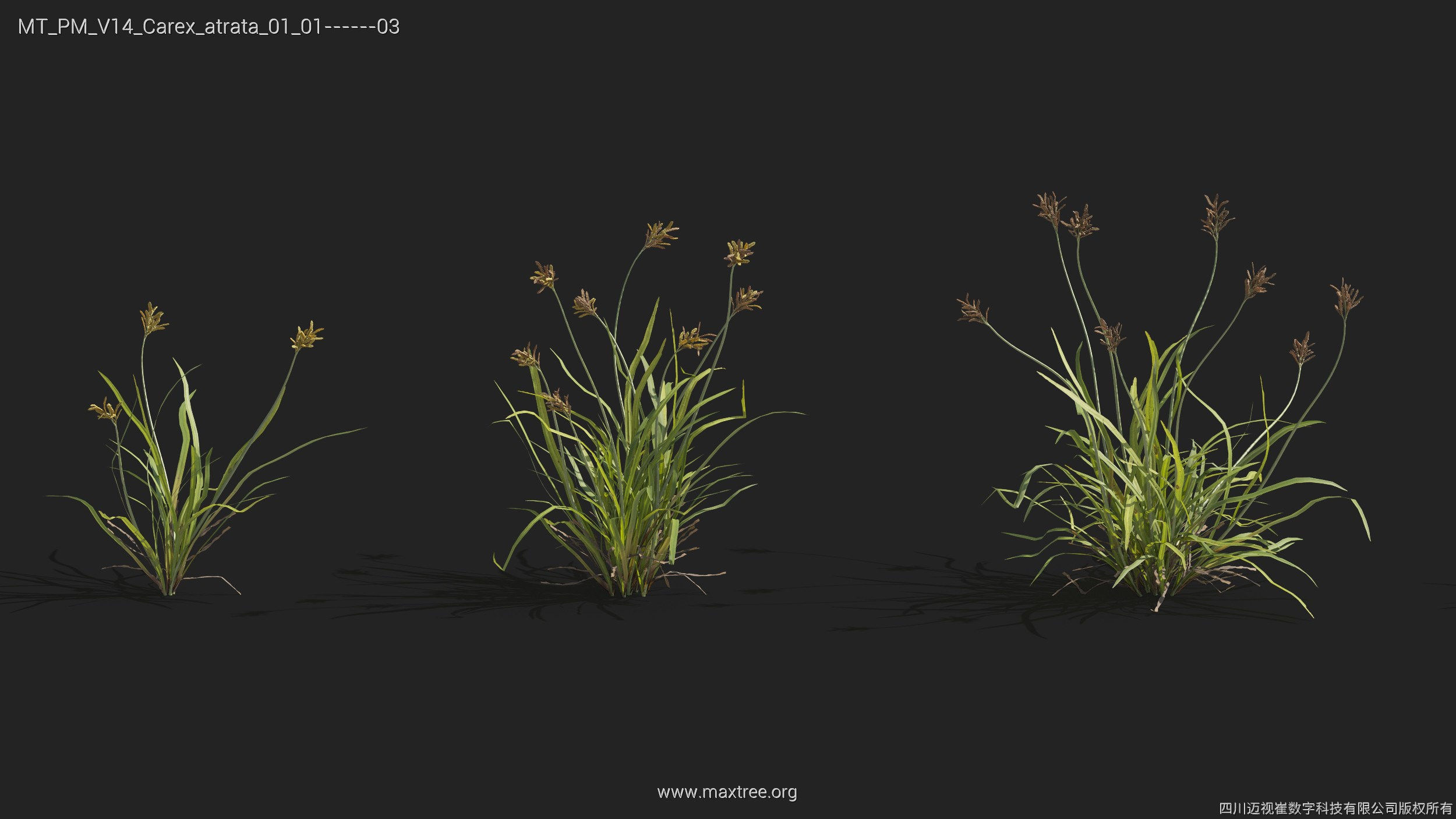 Maxtree Plant Models Vol 14 - Mesh 3D model_9