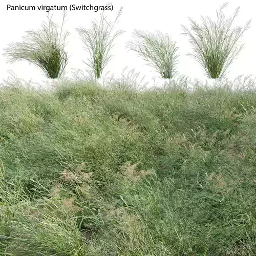 Panicum virgatum - Switchgrass 02 3D model