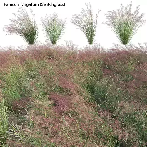 Panicum virgatum - Switchgrass 3D model
