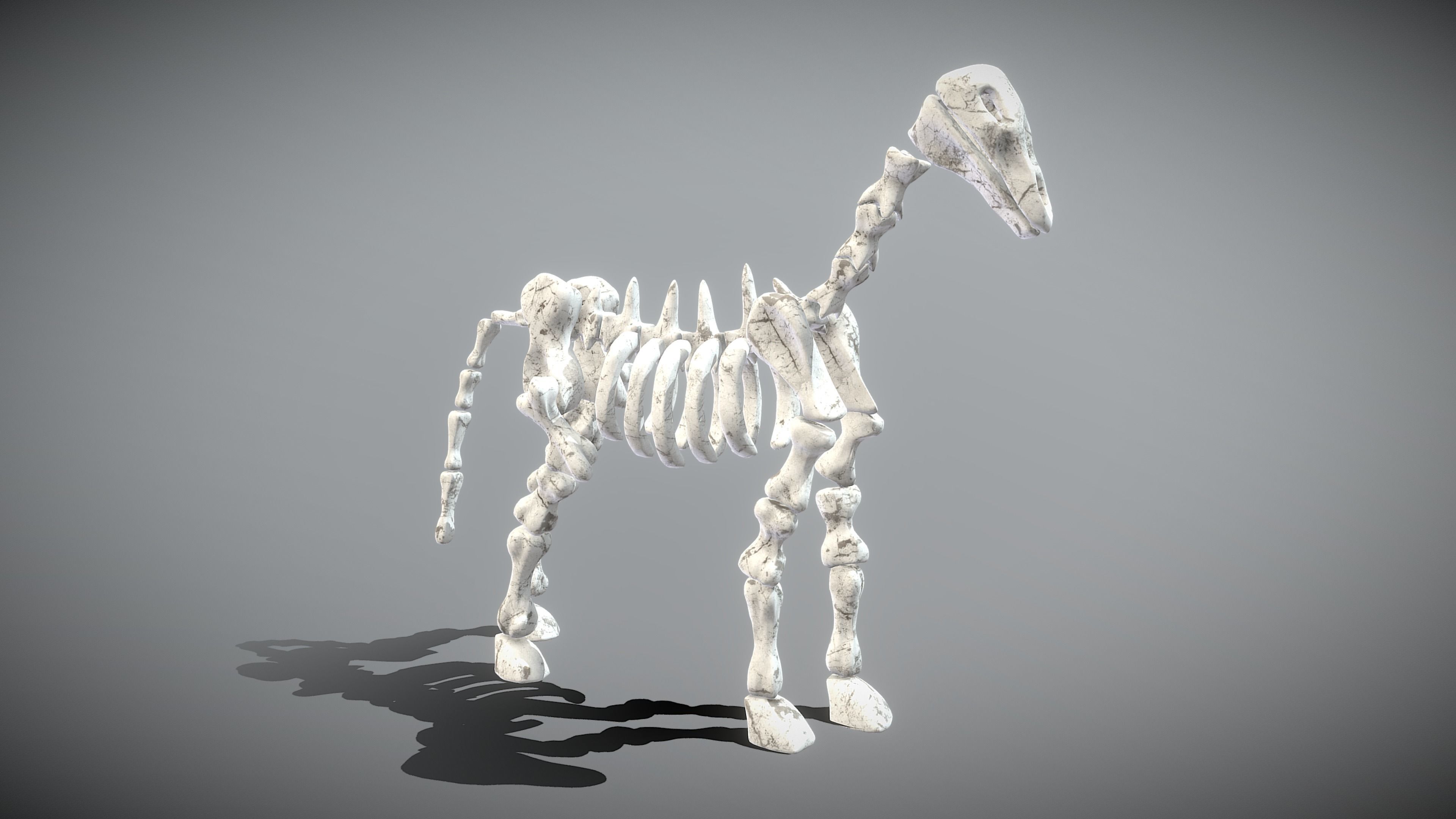 Horse Skeleton Low-poly 3D model_7