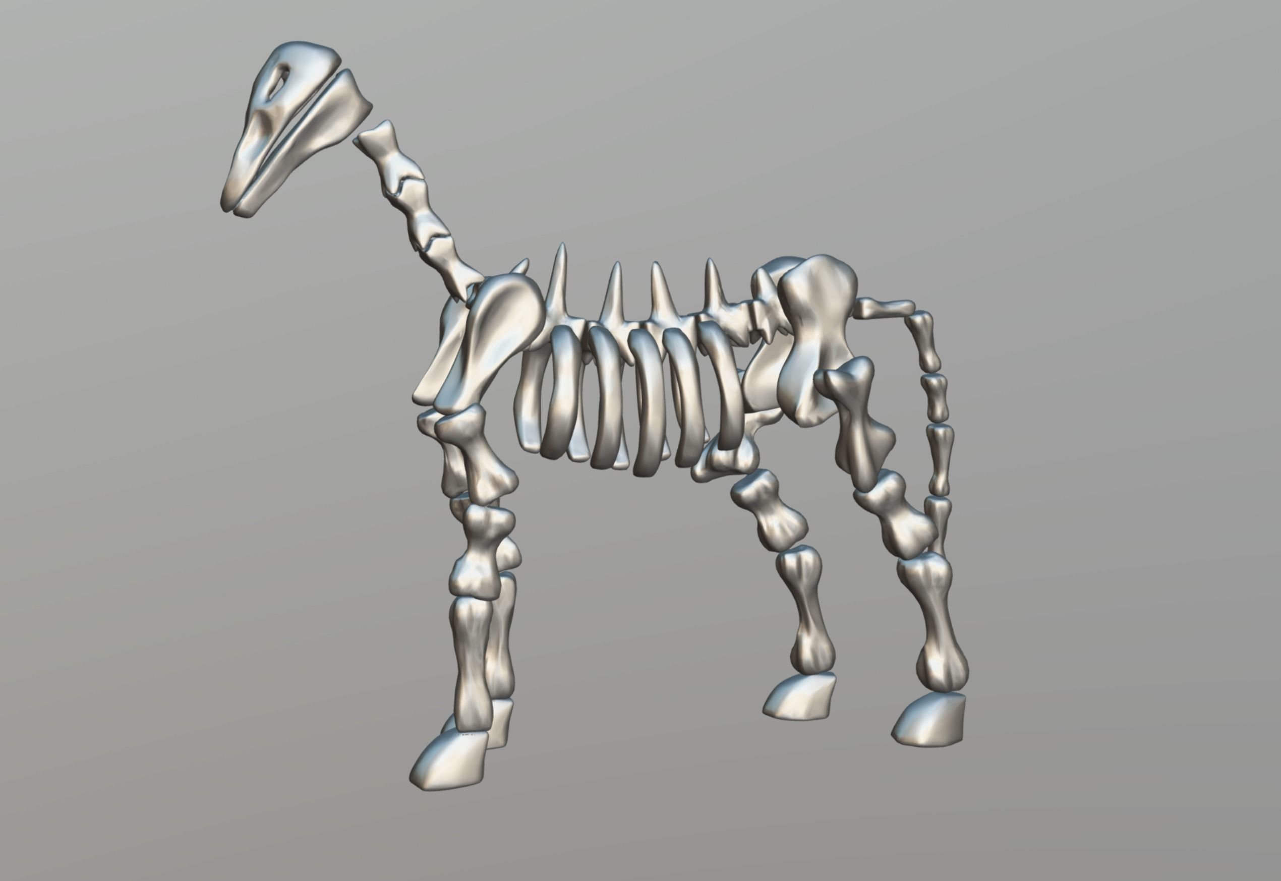 Horse Skeleton Low-poly 3D model_12