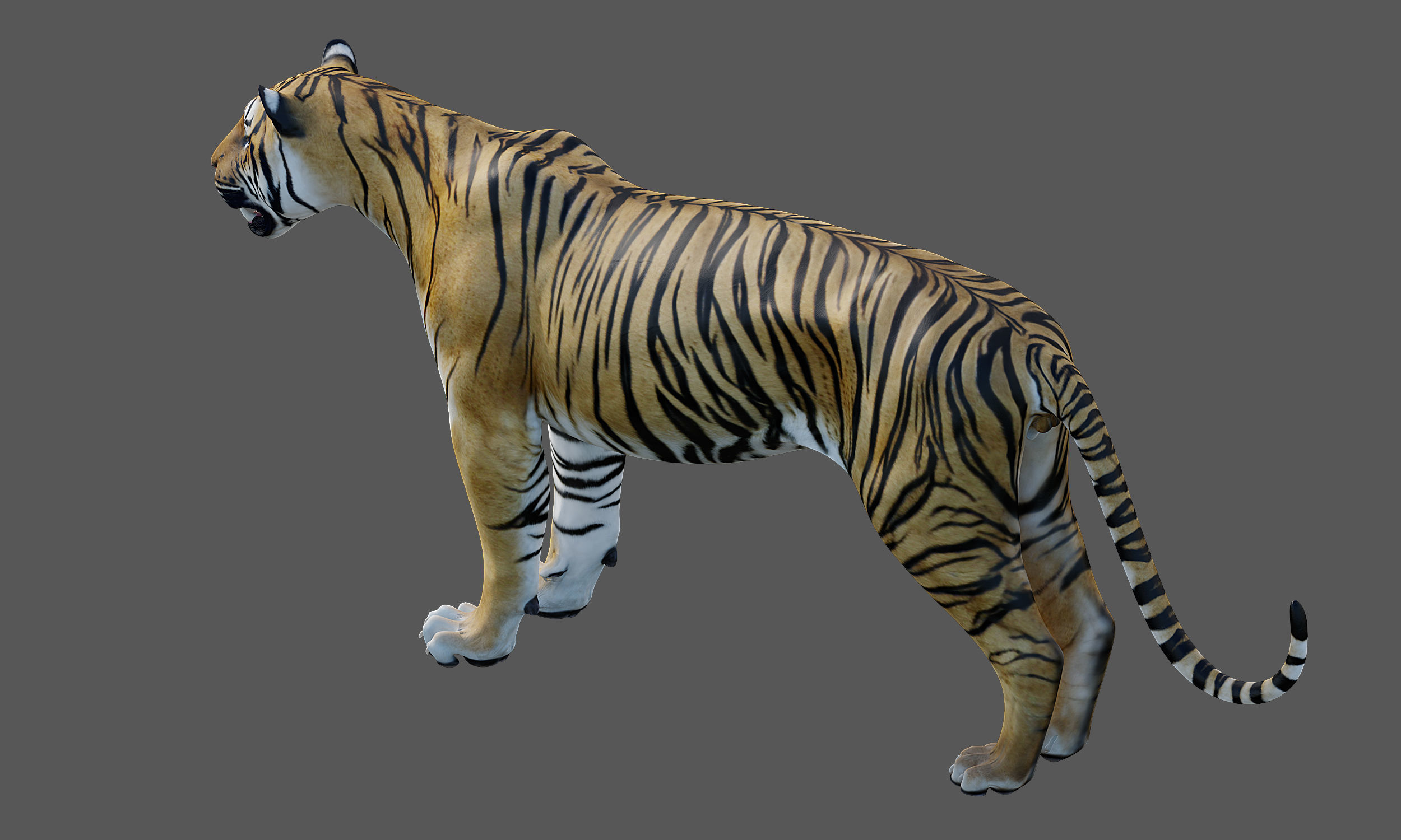 Tiger Amur Low-poly 3D model_10