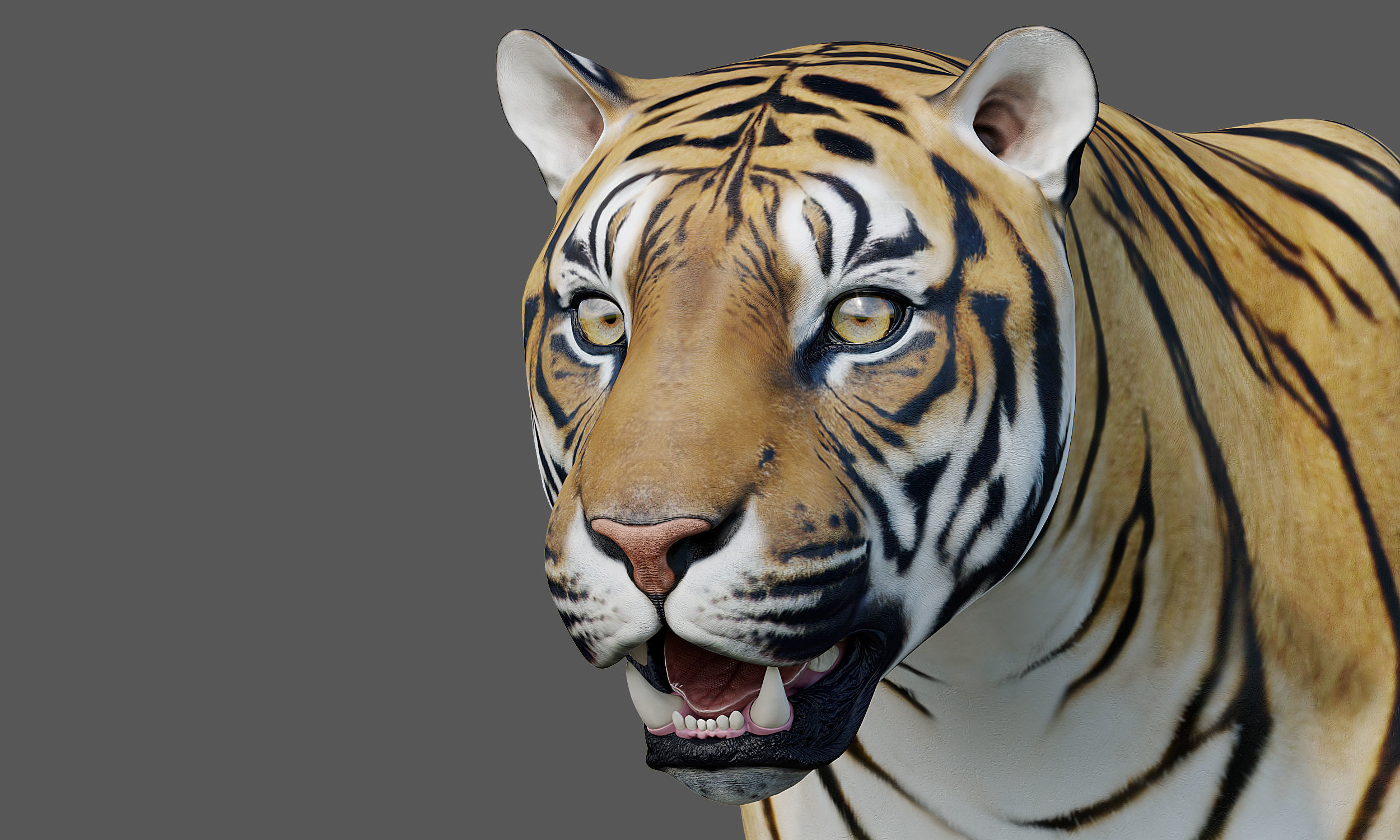 Tiger Amur Low-poly 3D model_11