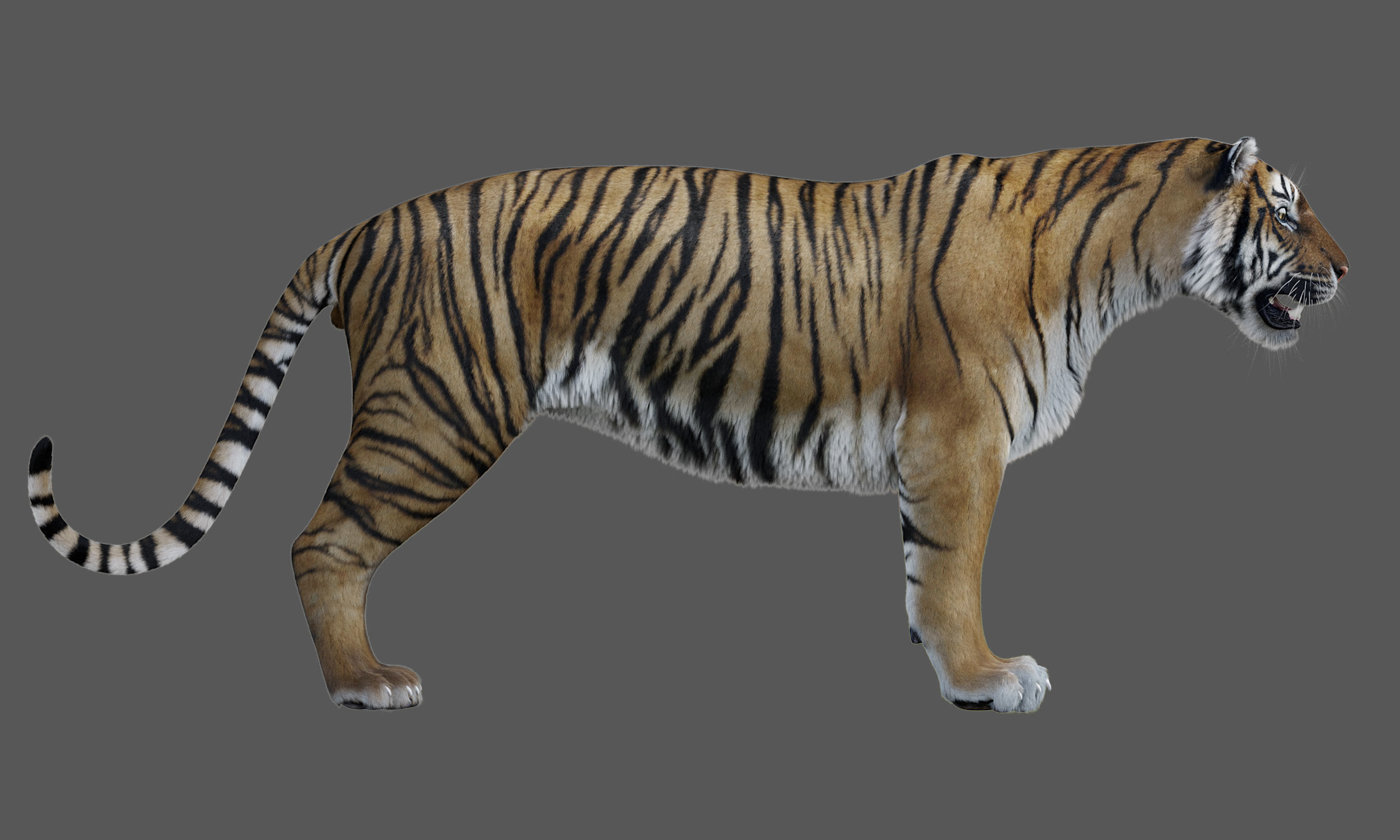 Tiger Amur Low-poly 3D model_3