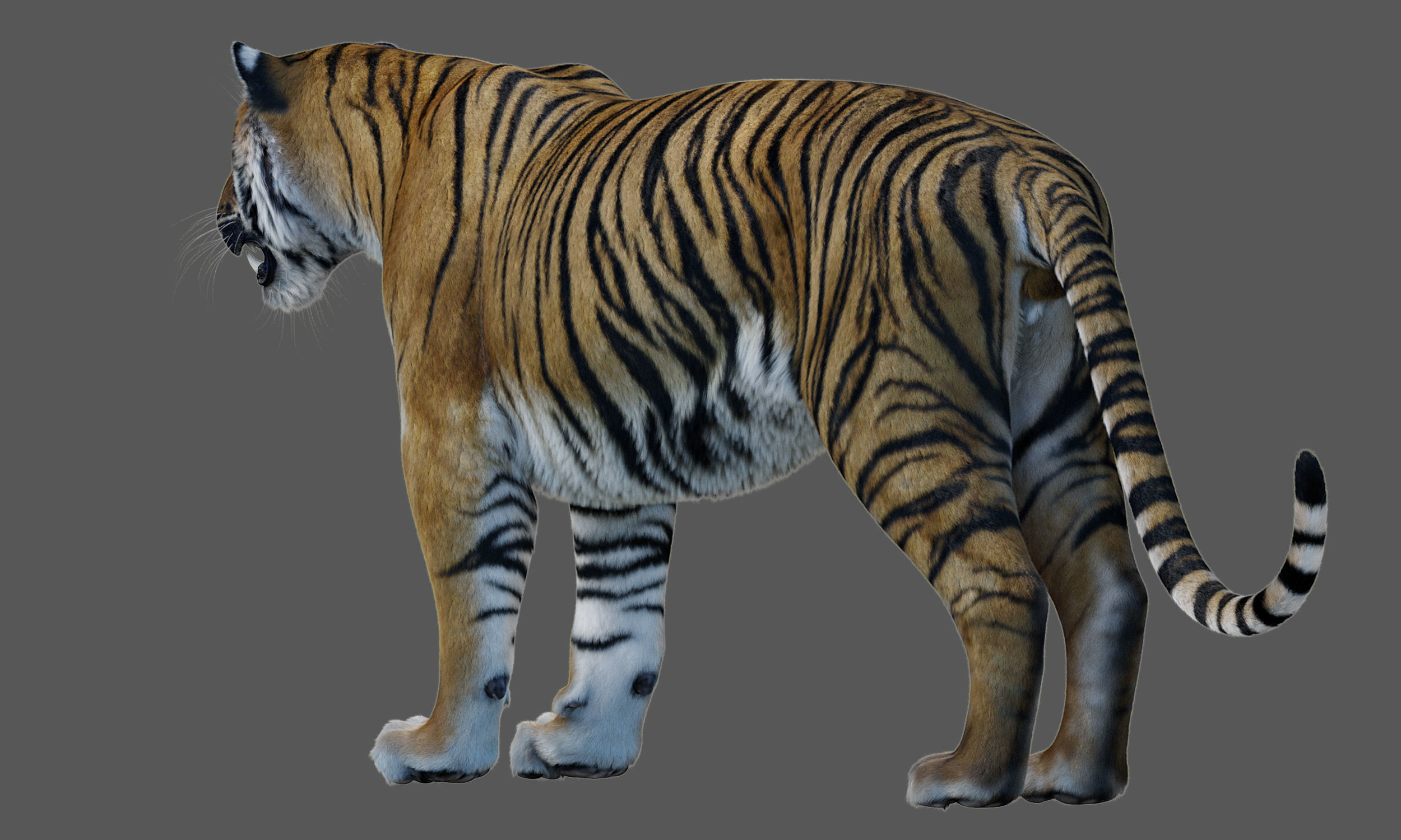 Tiger Amur Low-poly 3D model_4