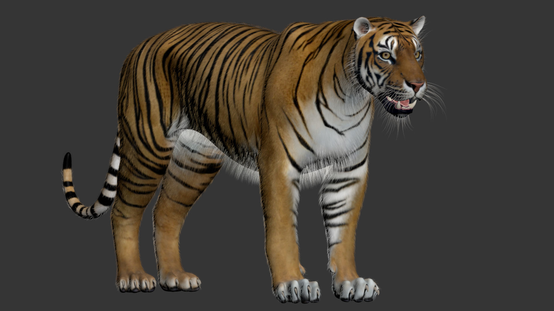 Tiger Amur Low-poly 3D model_27