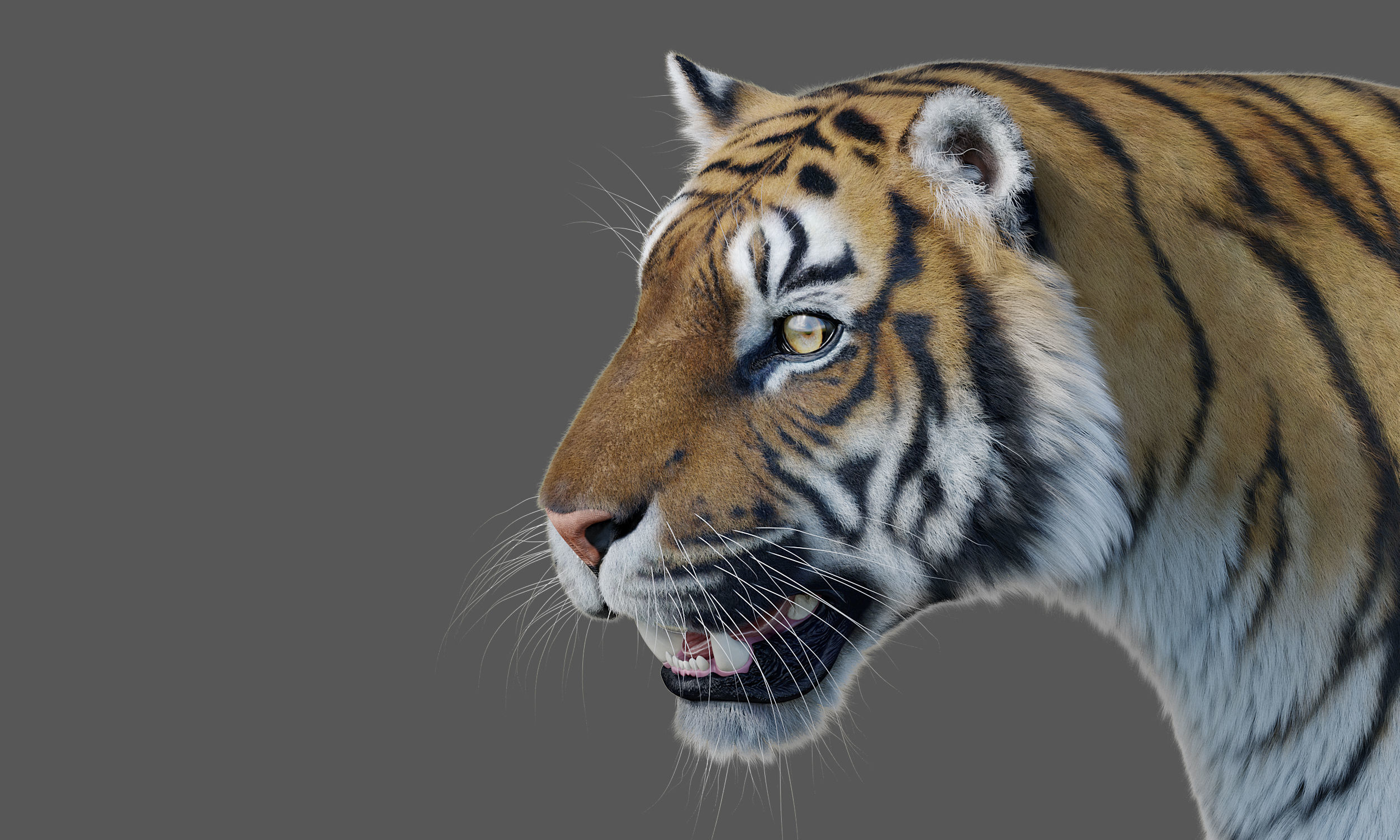 Tiger Amur Low-poly 3D model_9