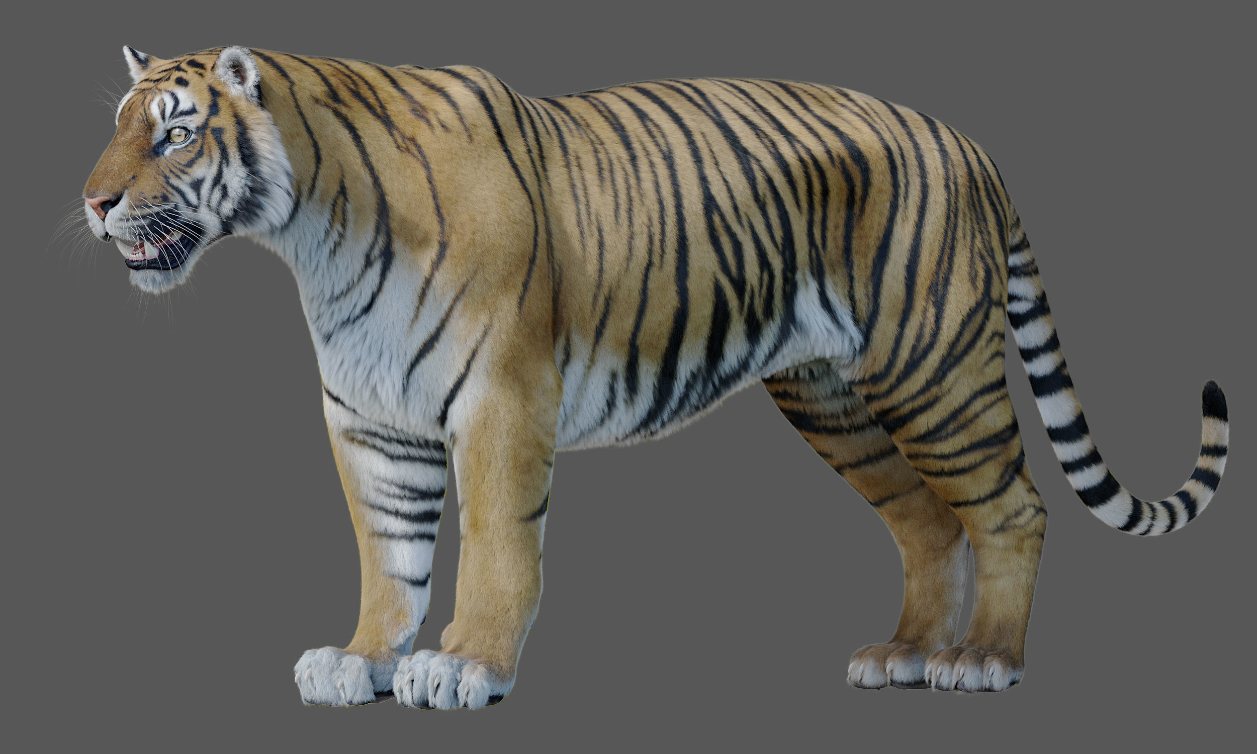 Tiger Amur Low-poly 3D model_1