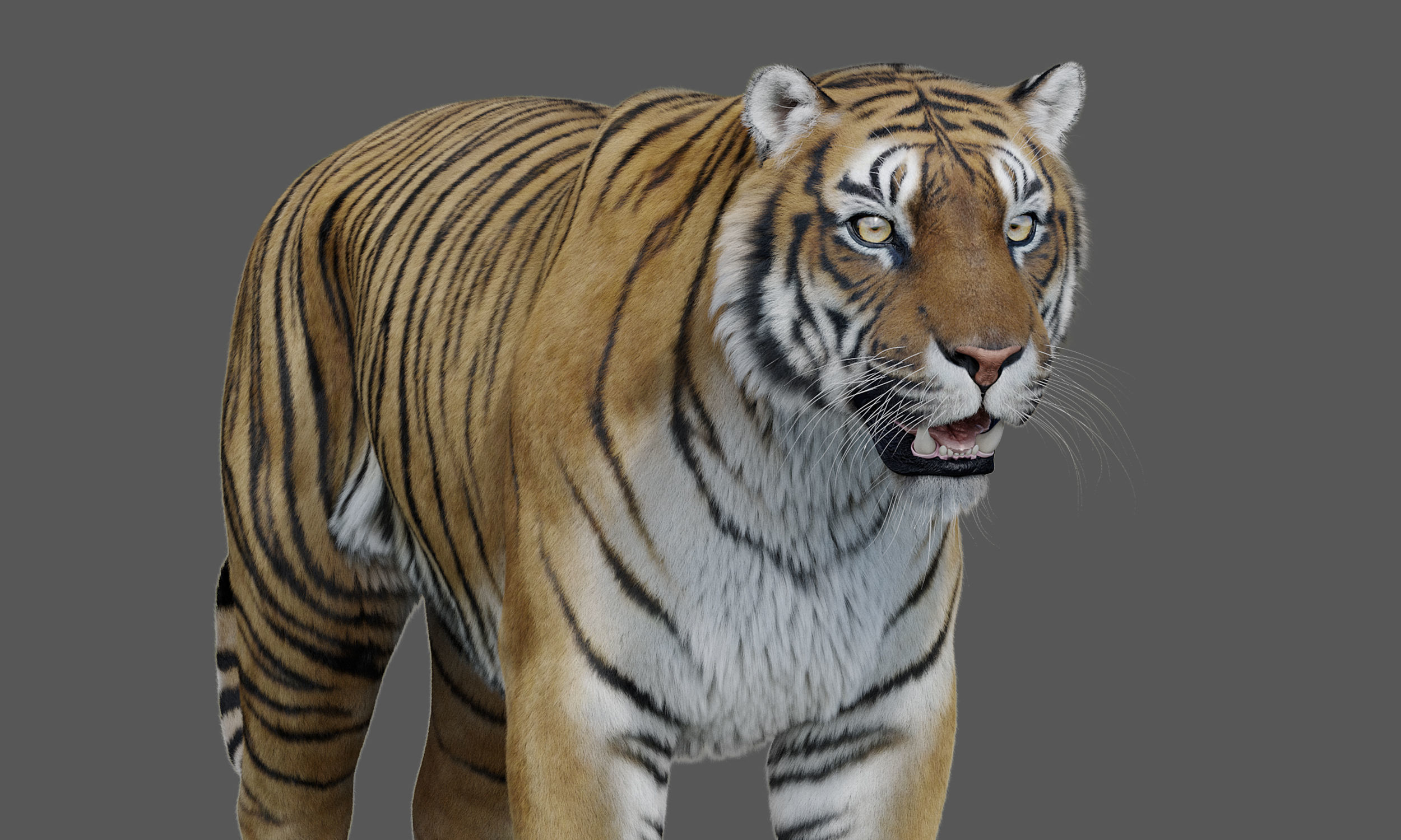 Tiger Amur Low-poly 3D model_8