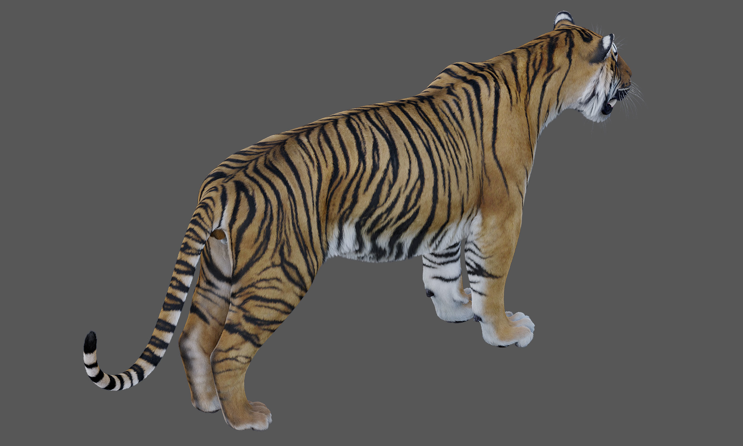 Tiger Amur Low-poly 3D model_5